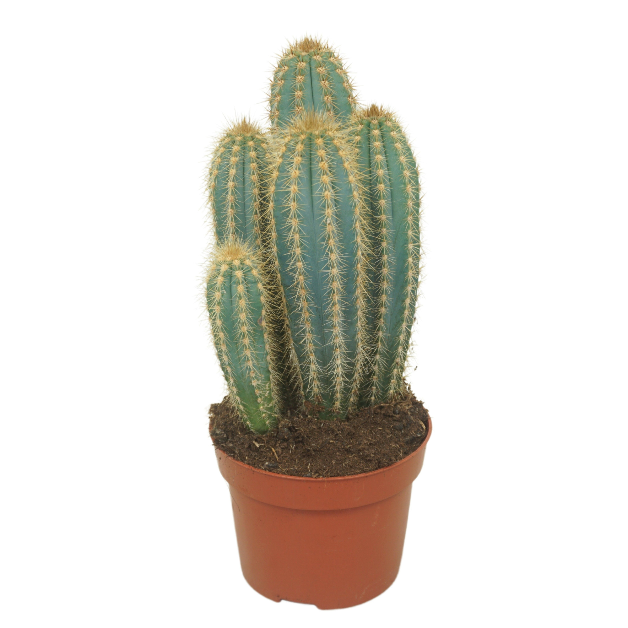 Pilosocereus pachycladus 12 cm, D 12 cm
