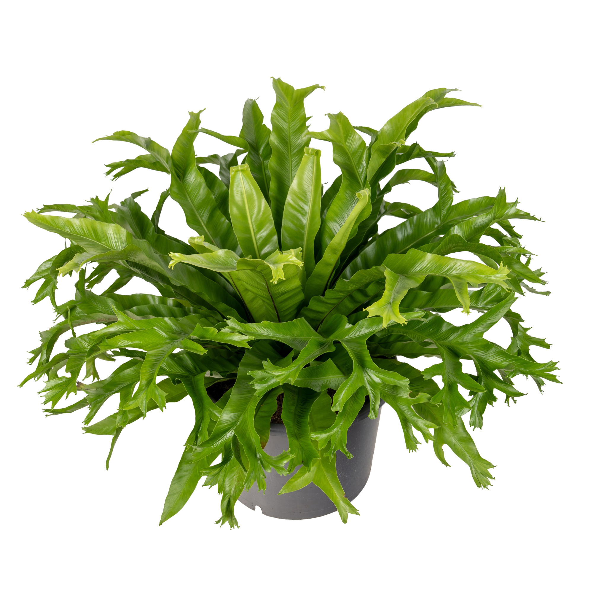 Asplenium Crissie, D 37