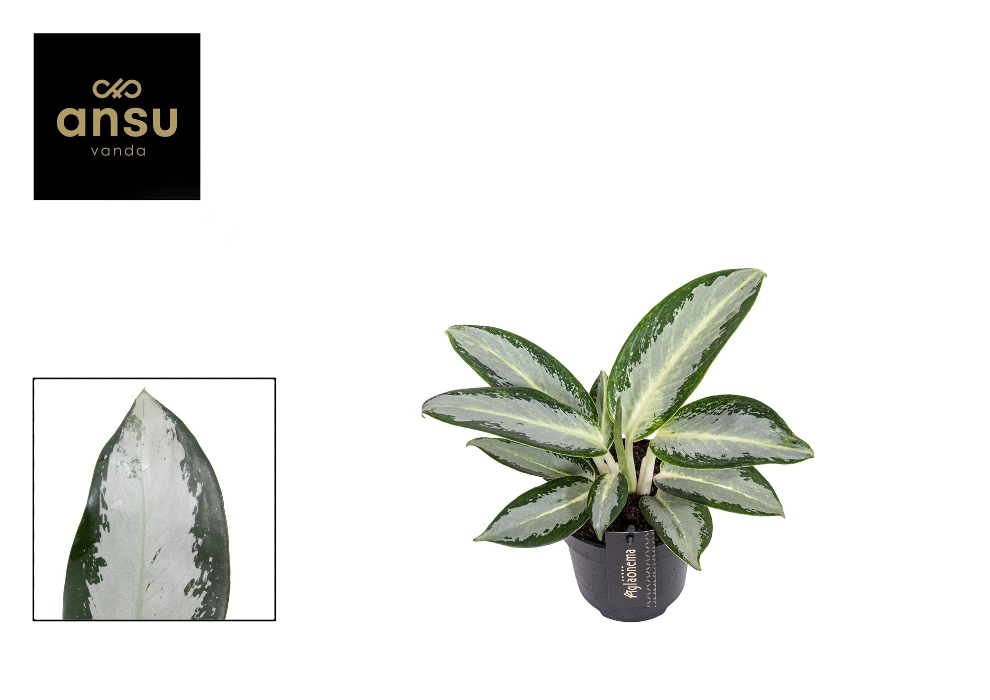 Aglaonema Silver Blue, D 12 cm