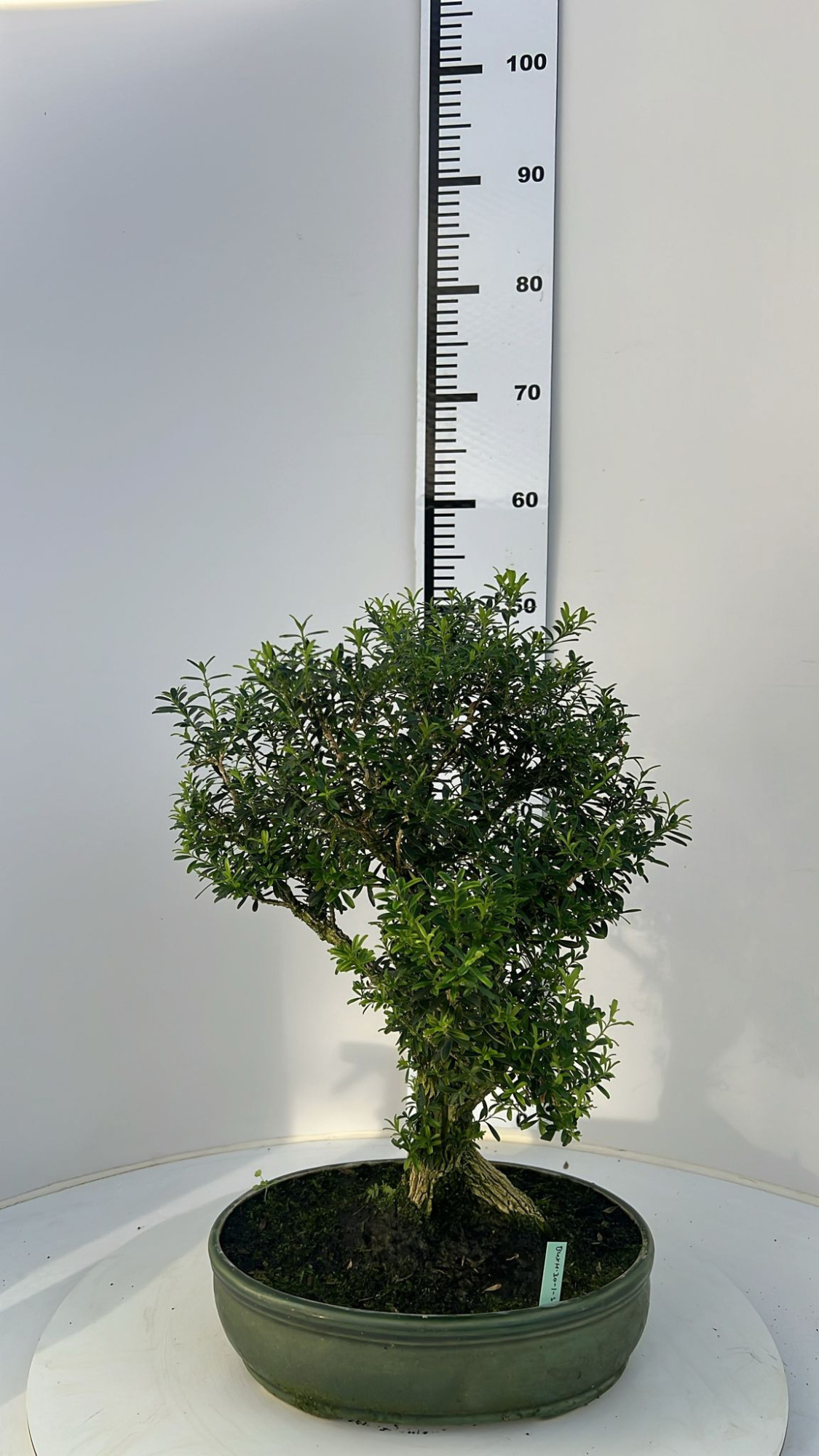 buxus harlandii, pot 30cm, with drip tray (single item), D 30