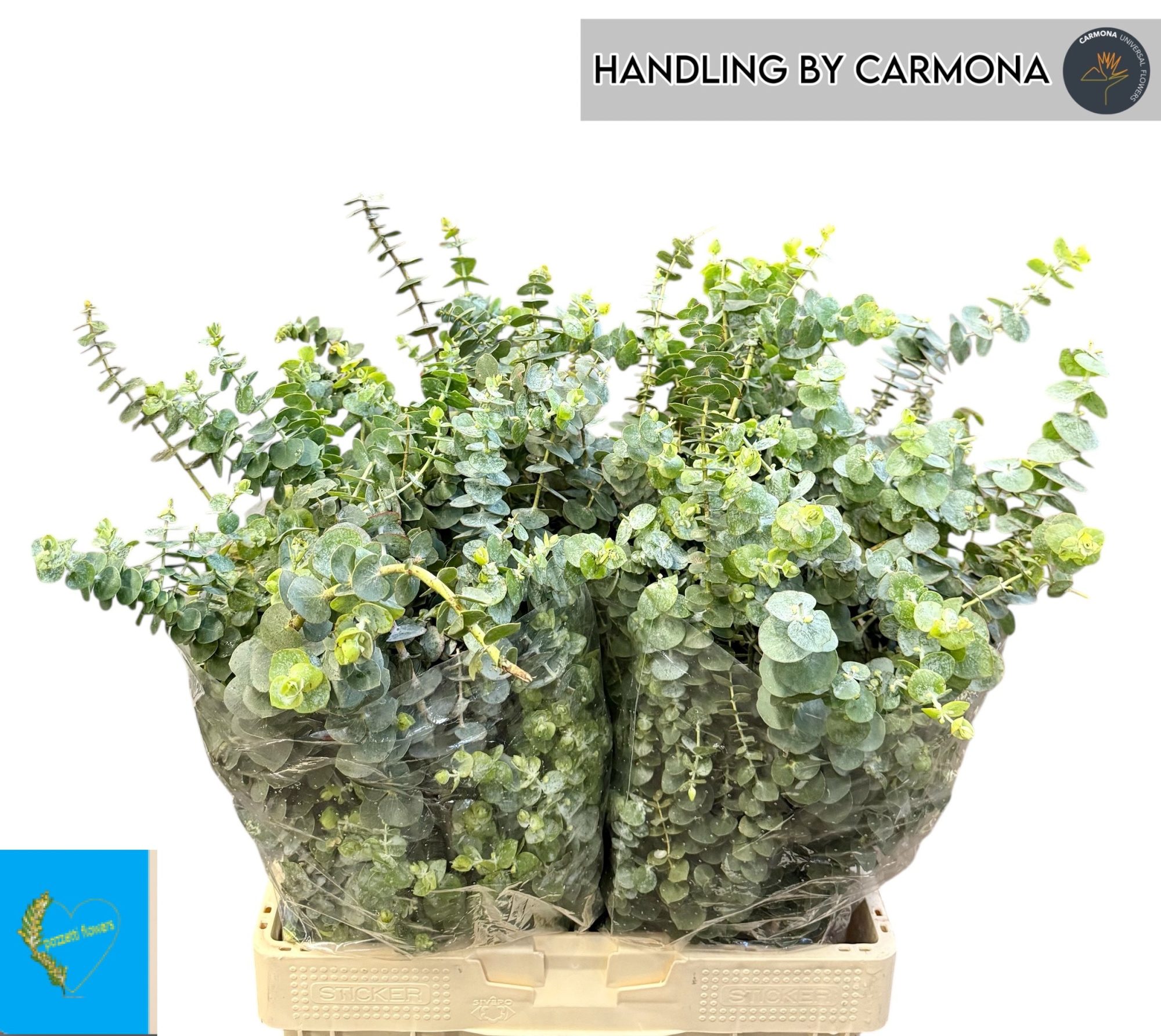 Эвкалипт Бэйби Блю за пучок 70, пуч.