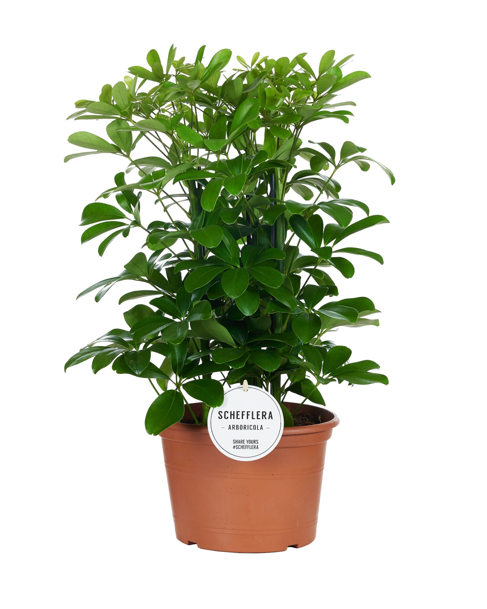 Schefflera Nora Toef, D 21 cm