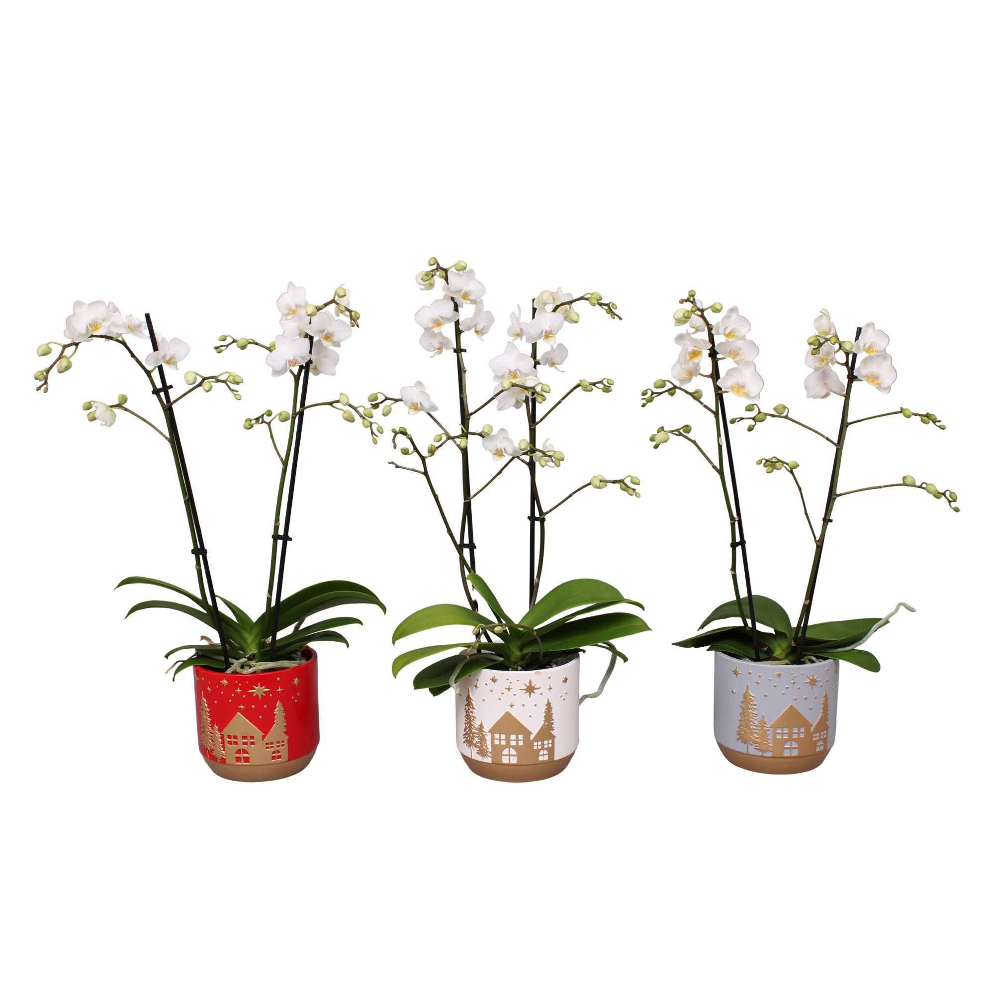 Phal. Multiflora 2-tak wit in keramiek BGC008, D 12 cm