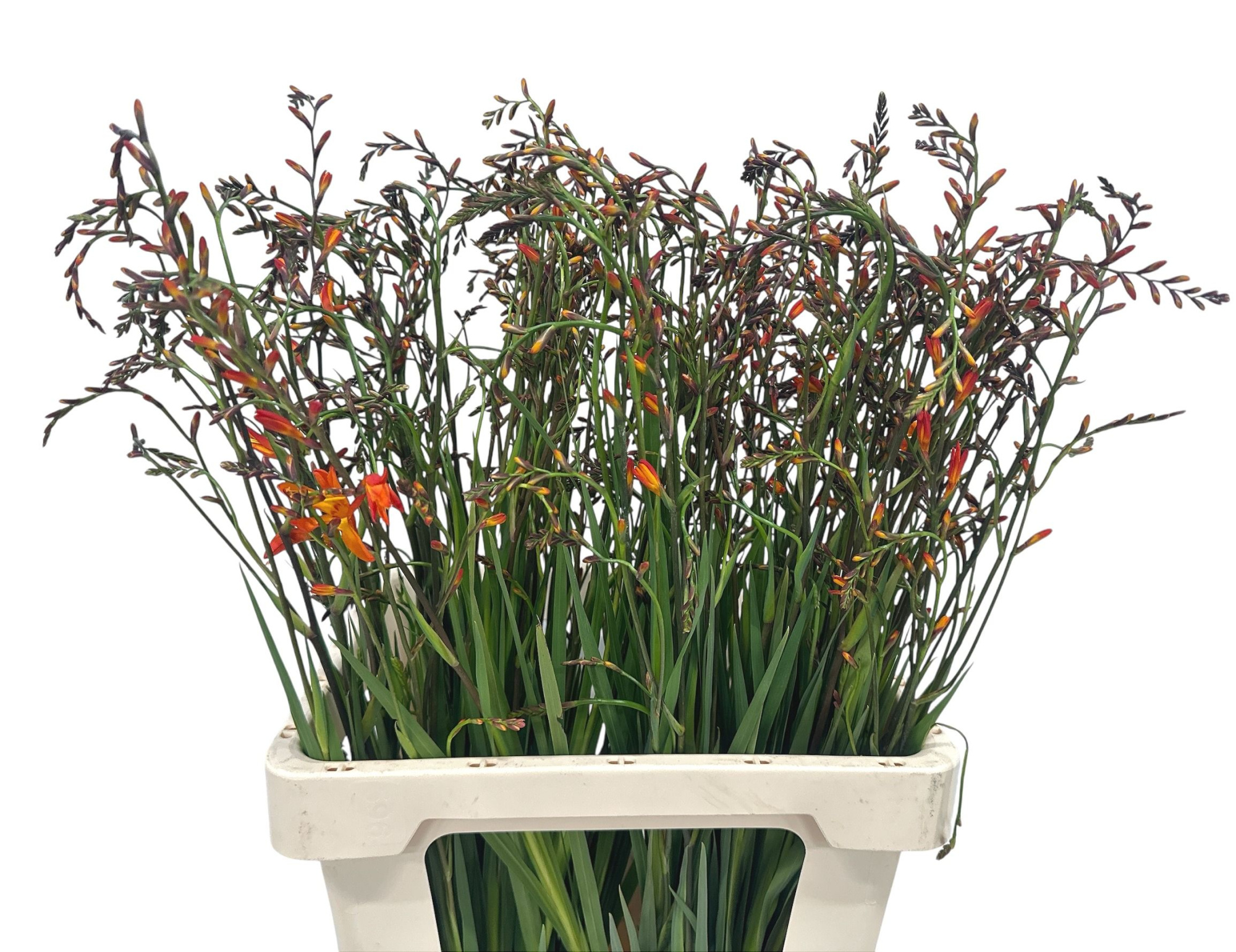 Крокосмия Лицифер 70, шт.