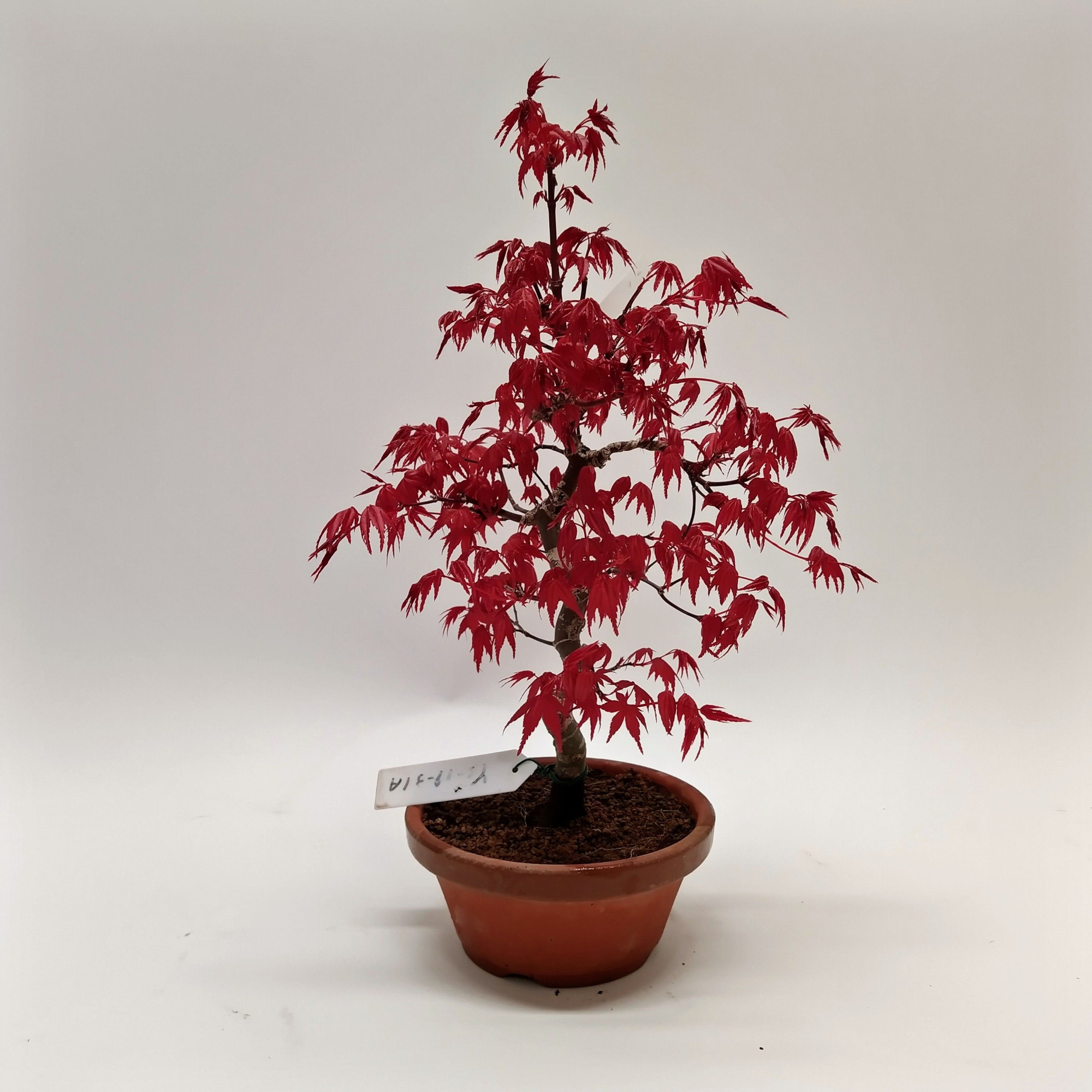 Acer Deshojo Bonsai 12 cm (herkomst: Japan), D 12 cm