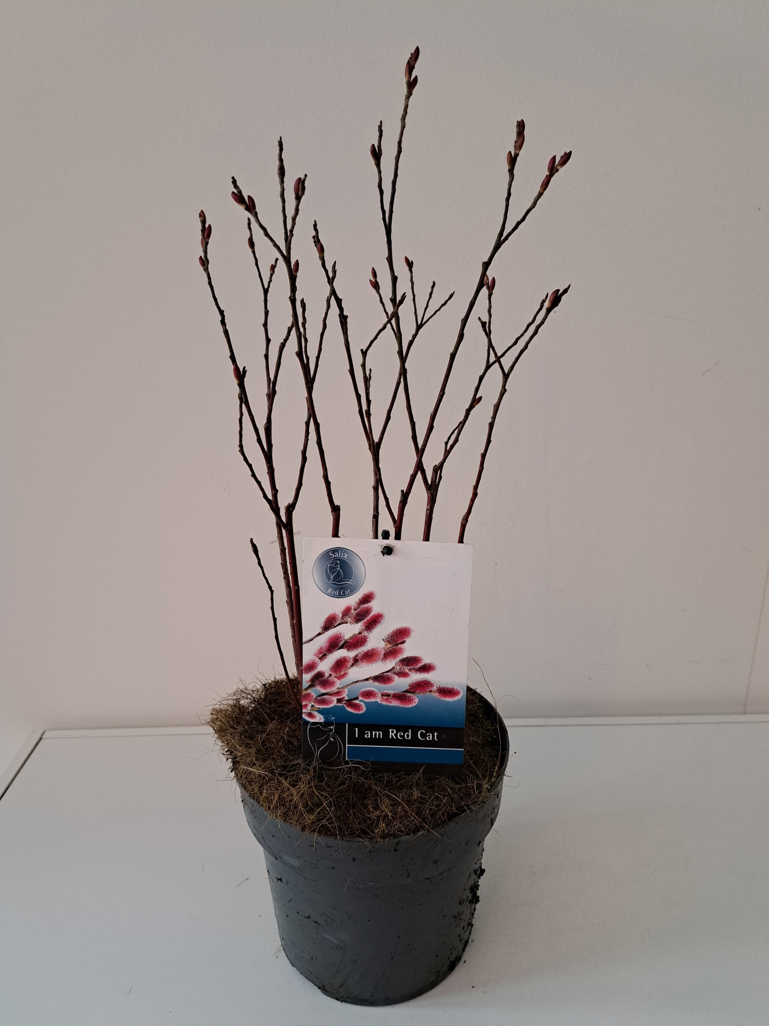 Salix Mount Aso bush p19, D 19