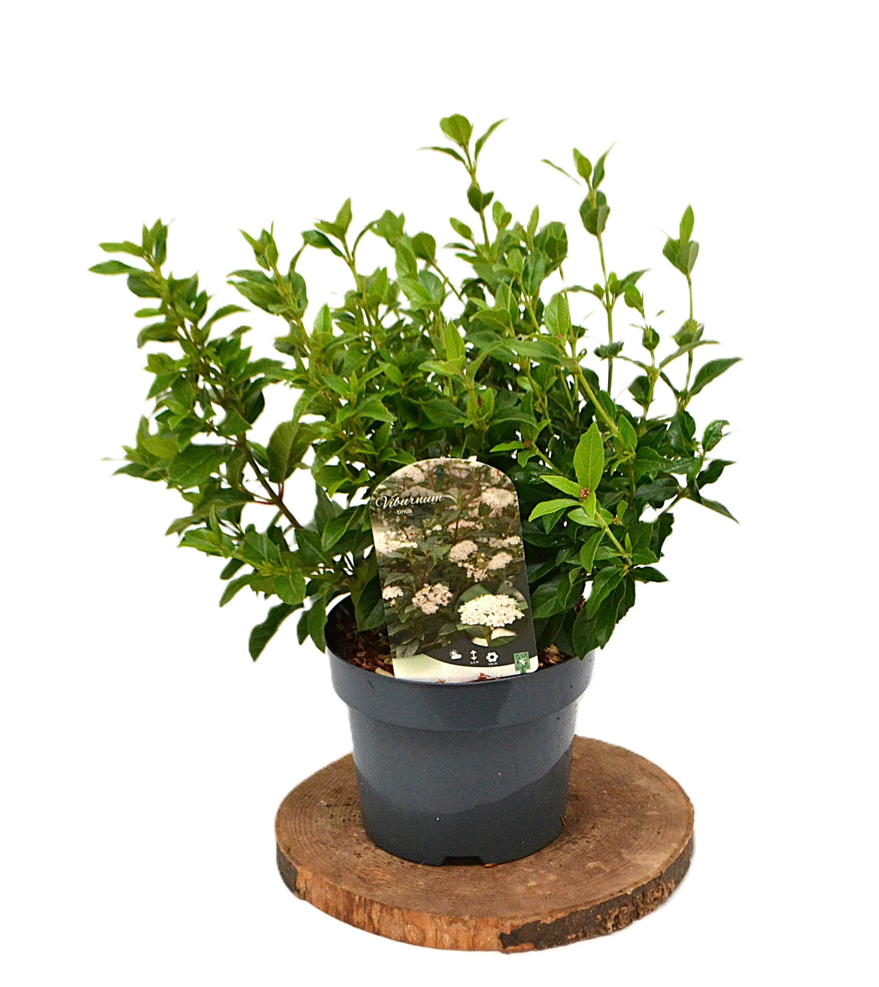 Viburnum tinus C3, D 19