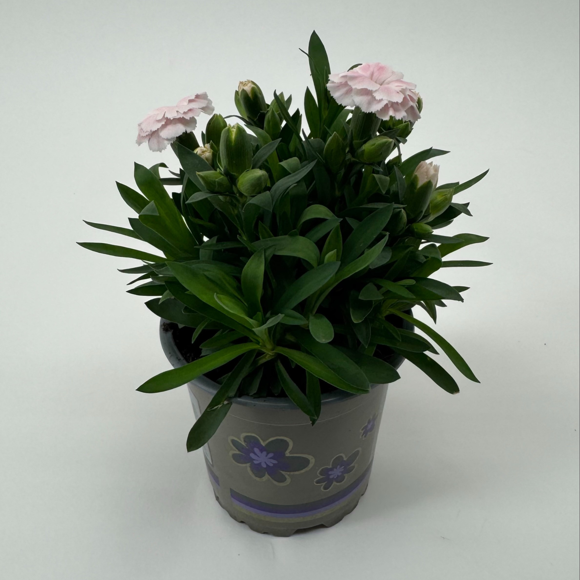 Dianthus 'Oscar' White, D 11