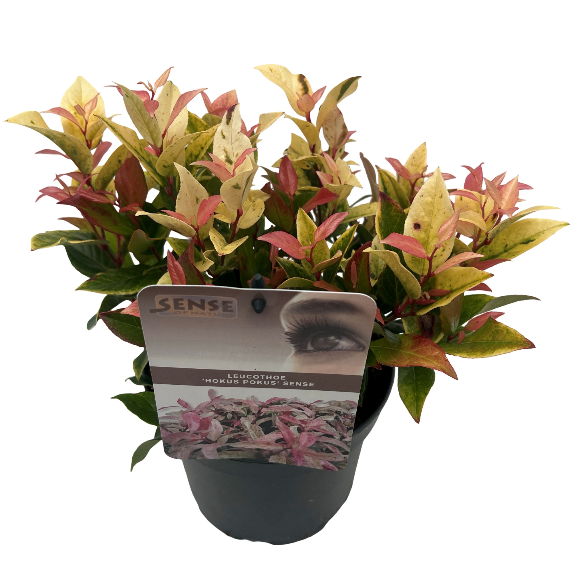 Leucothoe 'Hokus Pokus' sense, D 17 cm