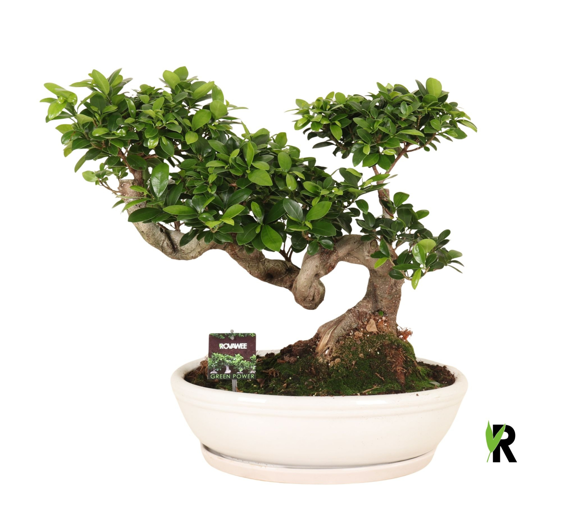 Ficus micr. Snake type in keramiek ovaal schaal + schotel wit, D 45 cm