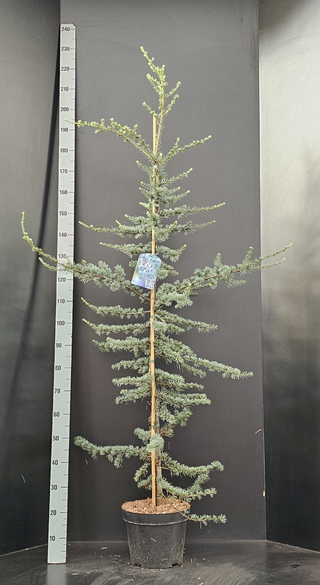 Cedrus libani Glauca, D 29 cm