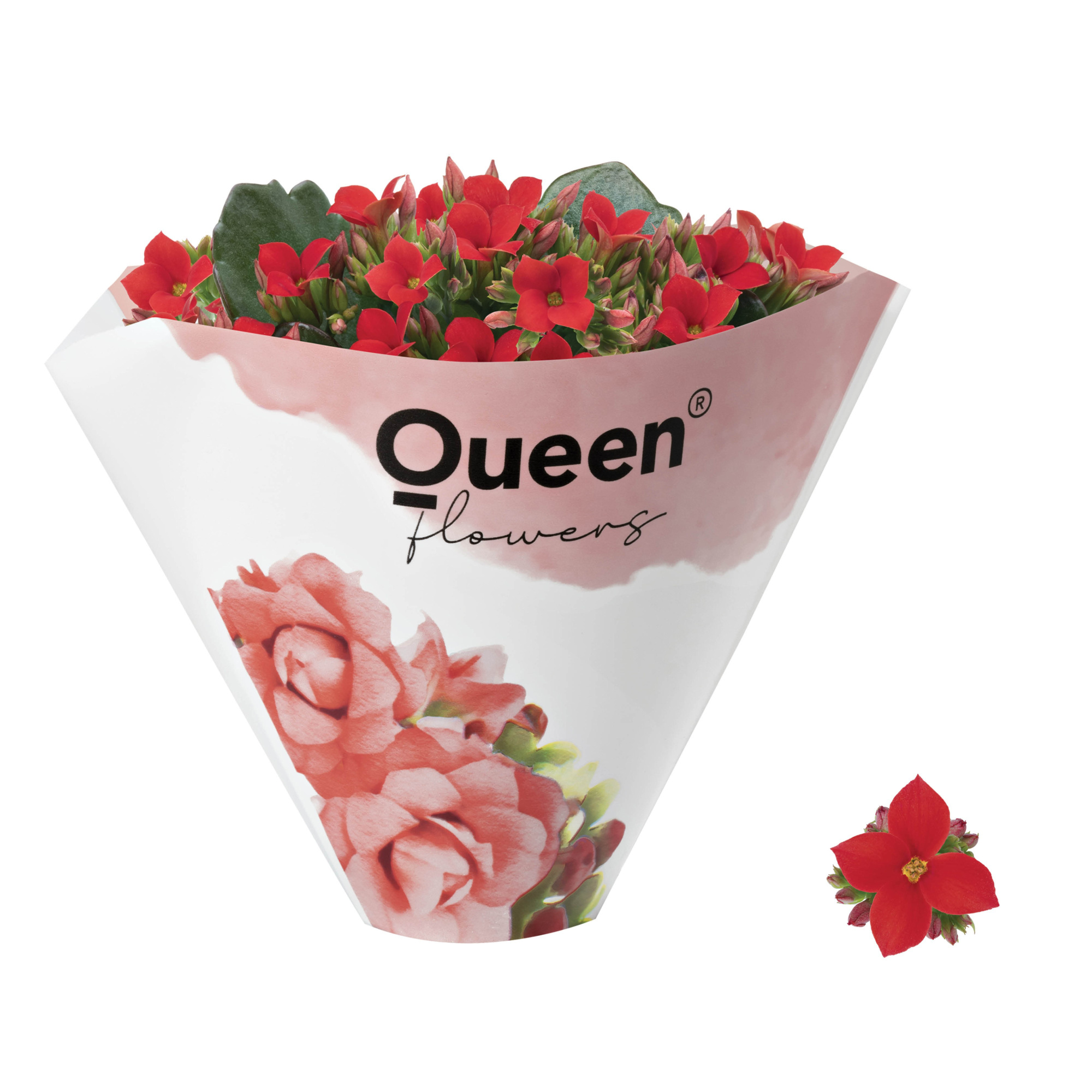 KALANCHOE ARTS-HYBRID 'RED ORIGINAL', D 6 cm