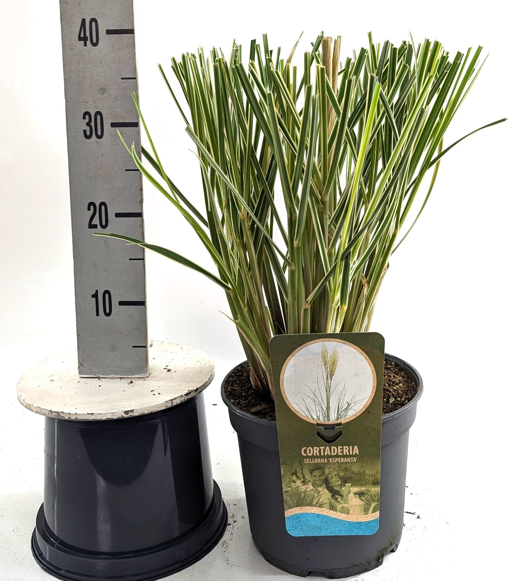 Cortaderia sel. 'Esperanta'®, D 23