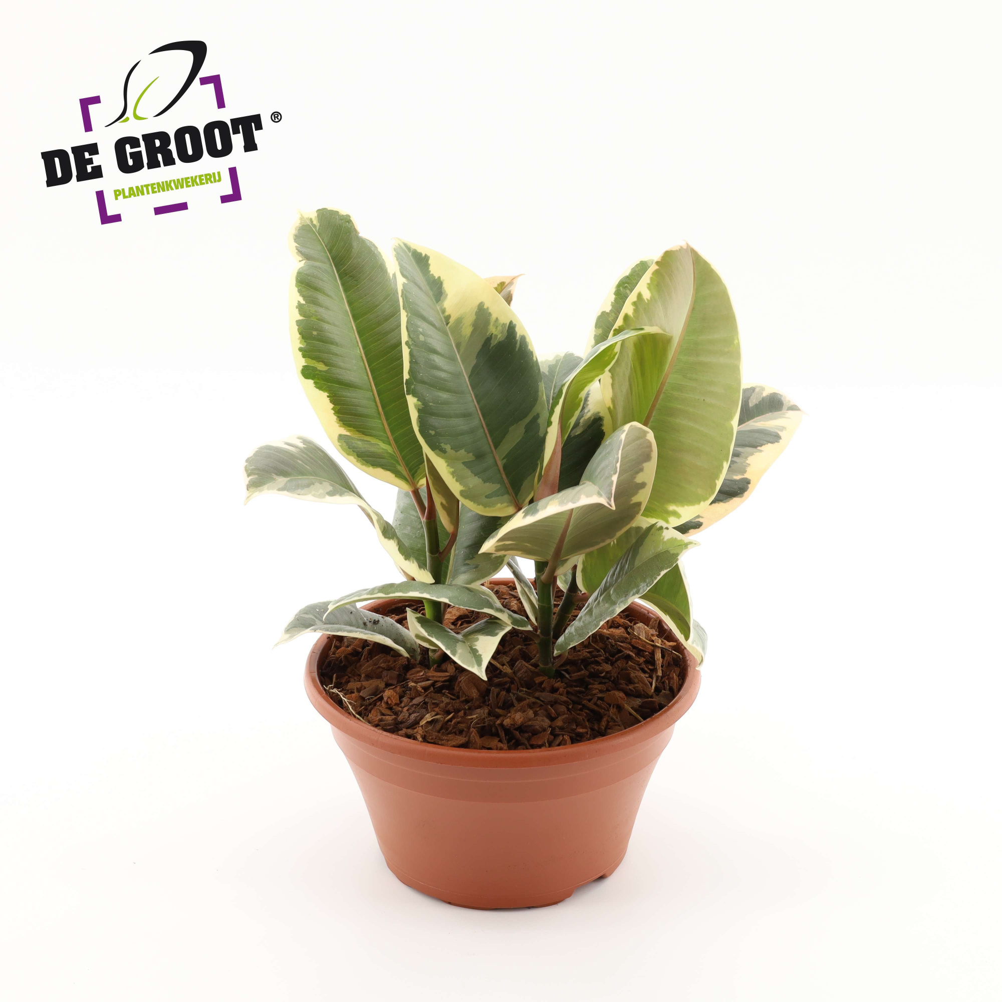 Ficus elastia 'Tineke', D 23
