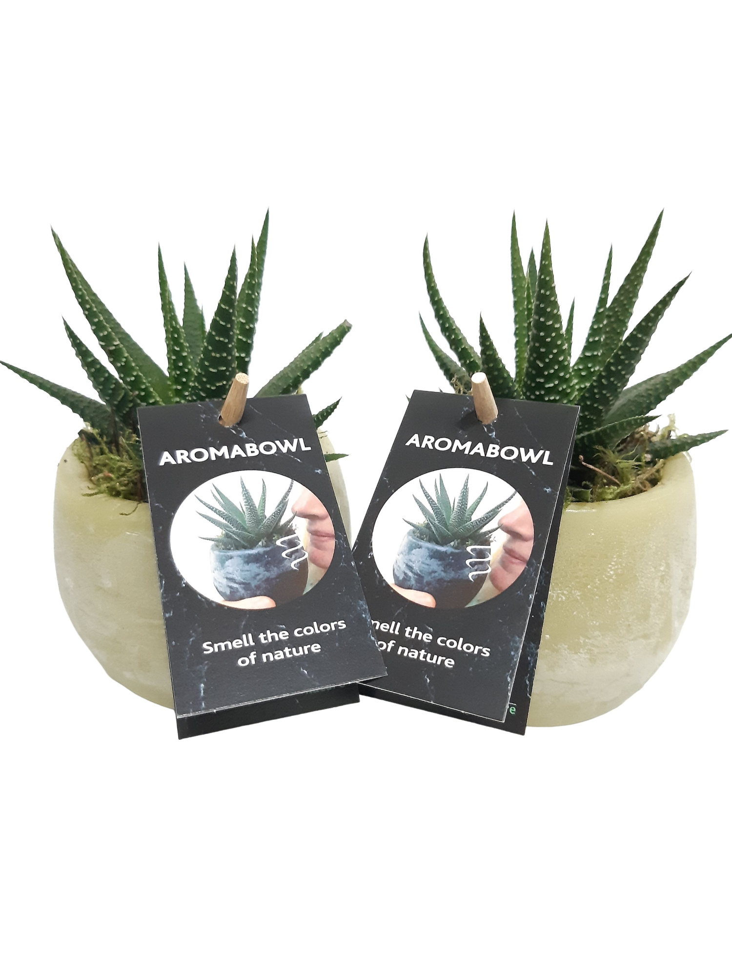 AB9JASHAW Aroma Bowl Jasmin 9cm Haworthia, D 9