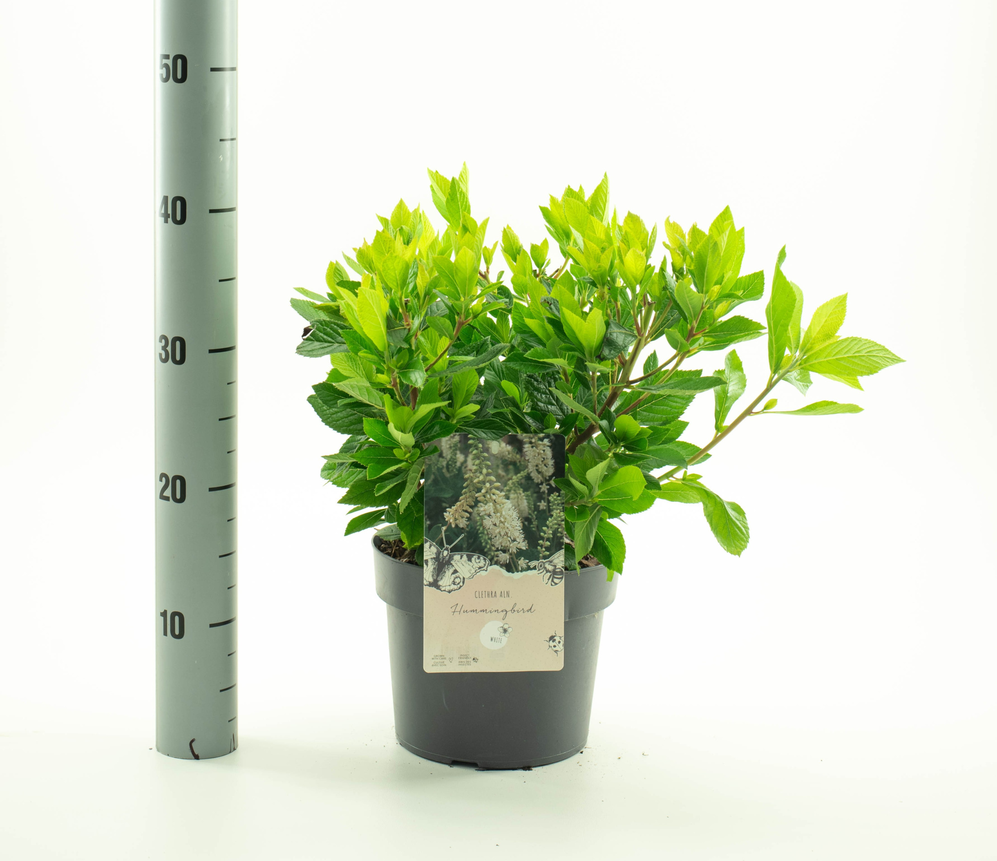 Clethra aln. 'Hummingbird', D 19 cm