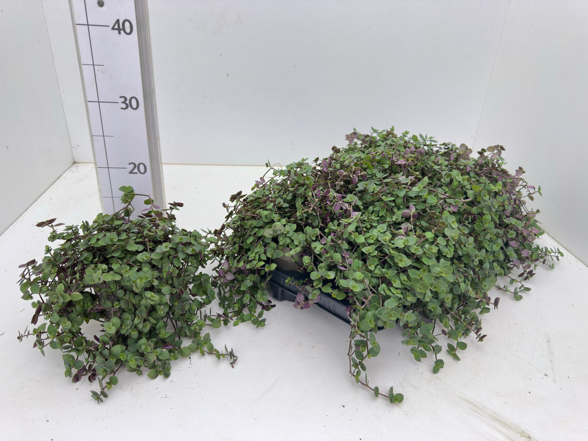 Petzino® Callisia repens, D 12