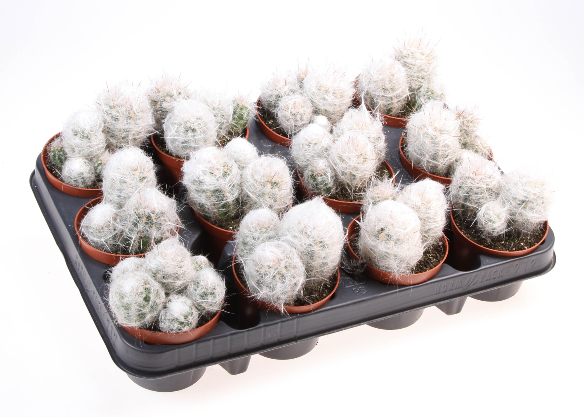 Oreocereus trollii, D 8,5