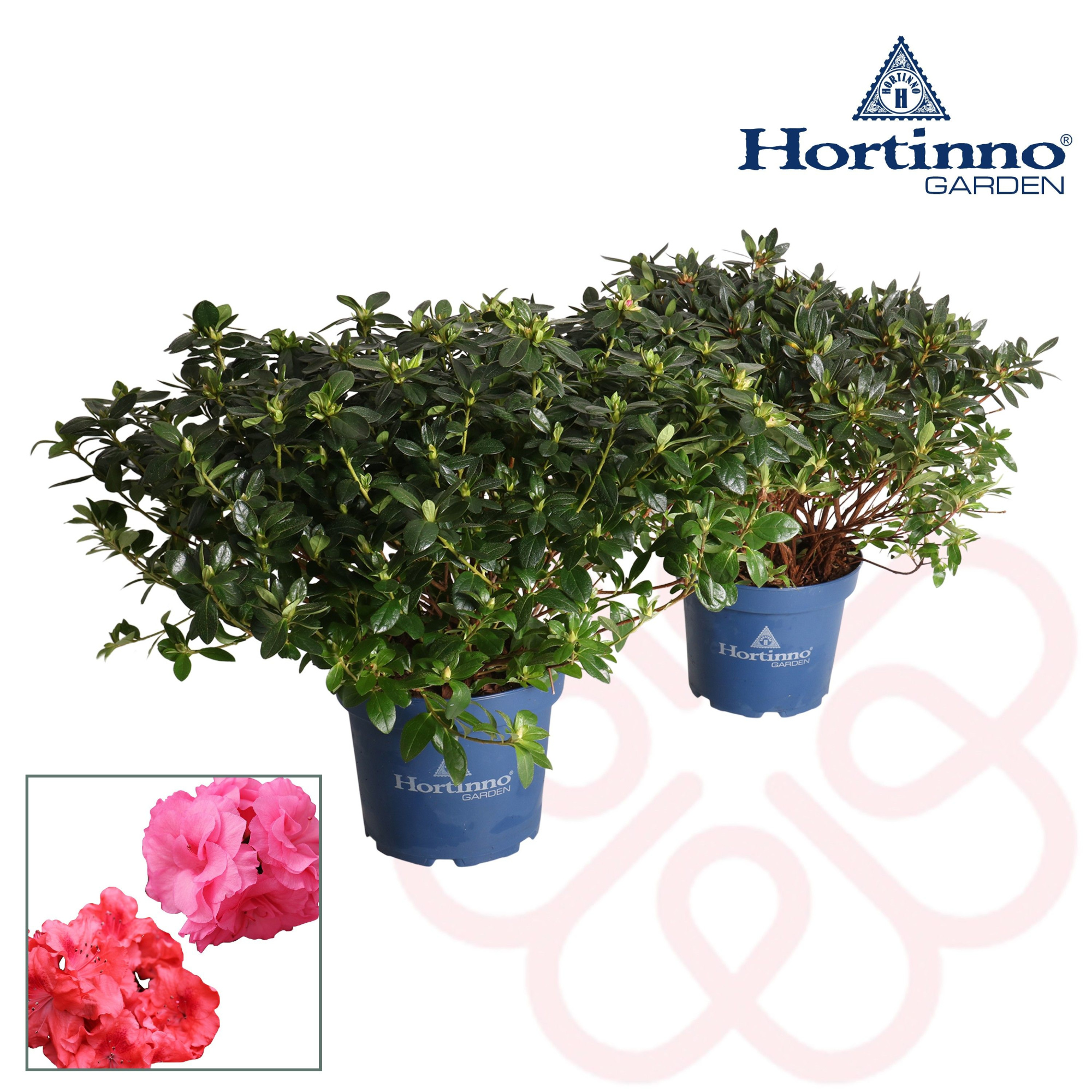 Hortinno® Garden Evergreen gemengd groen 50 - 60 cm, D 23 cm
