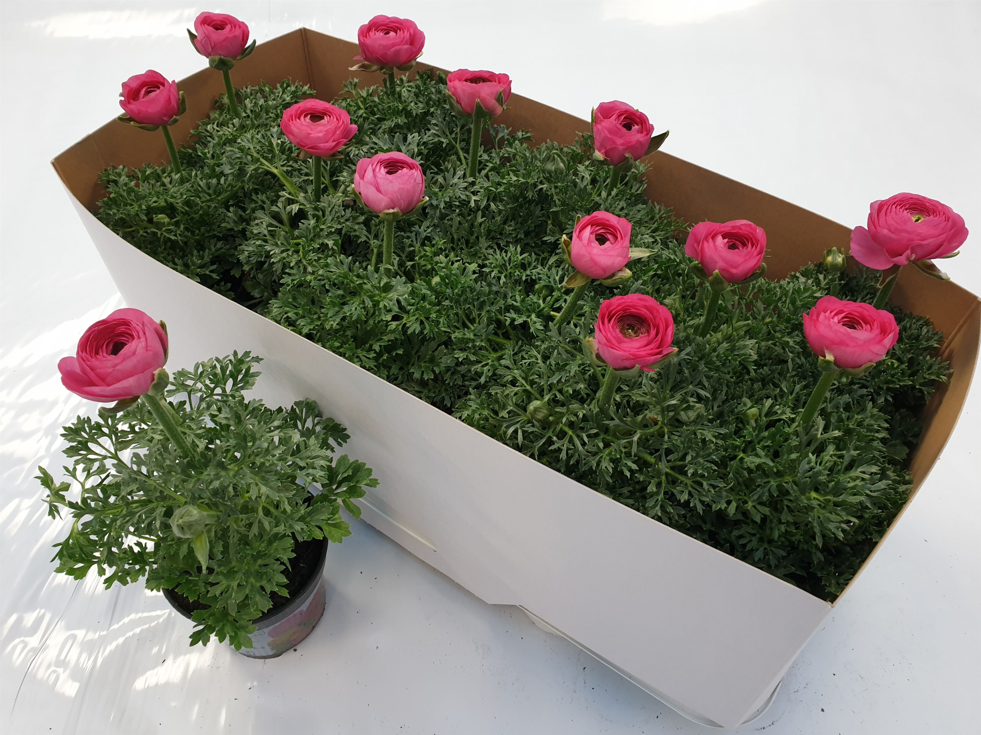 Ranonkel roze, D 10,5