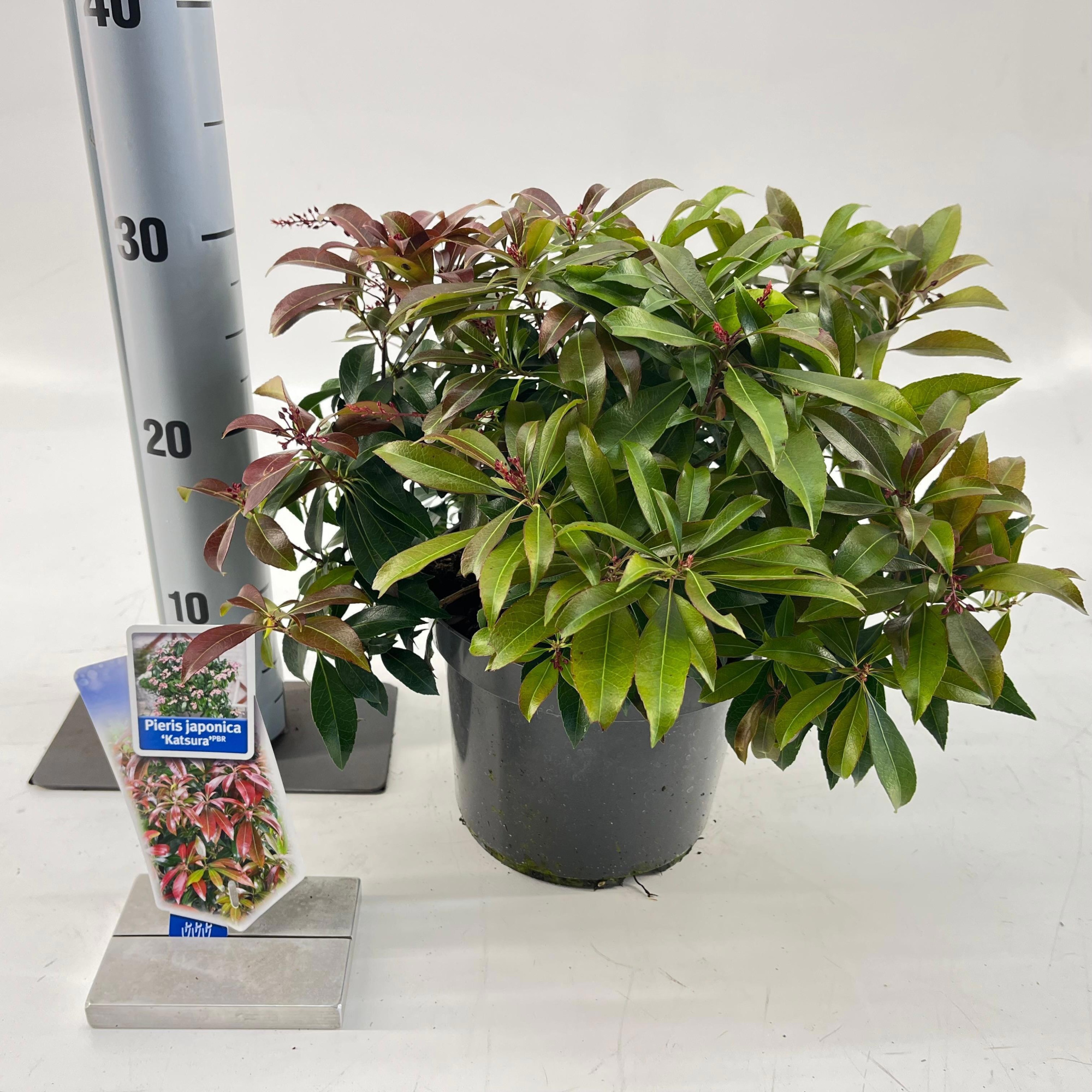 Pieris jap. ‘Katsura’ PBR, D 19 cm