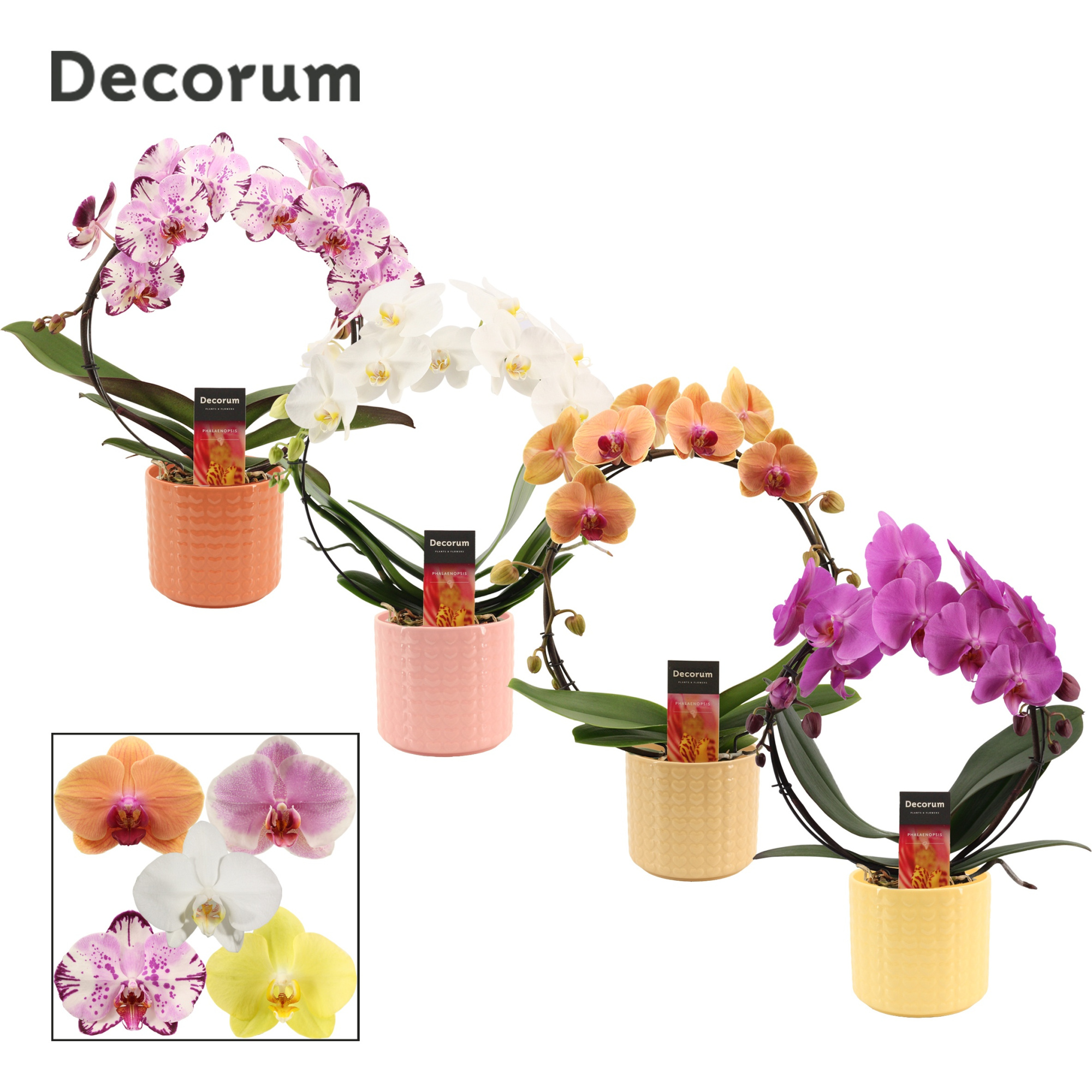 Phalaenopsis boog mix in Kaya (Sympathetic moods-collection), D 12 cm