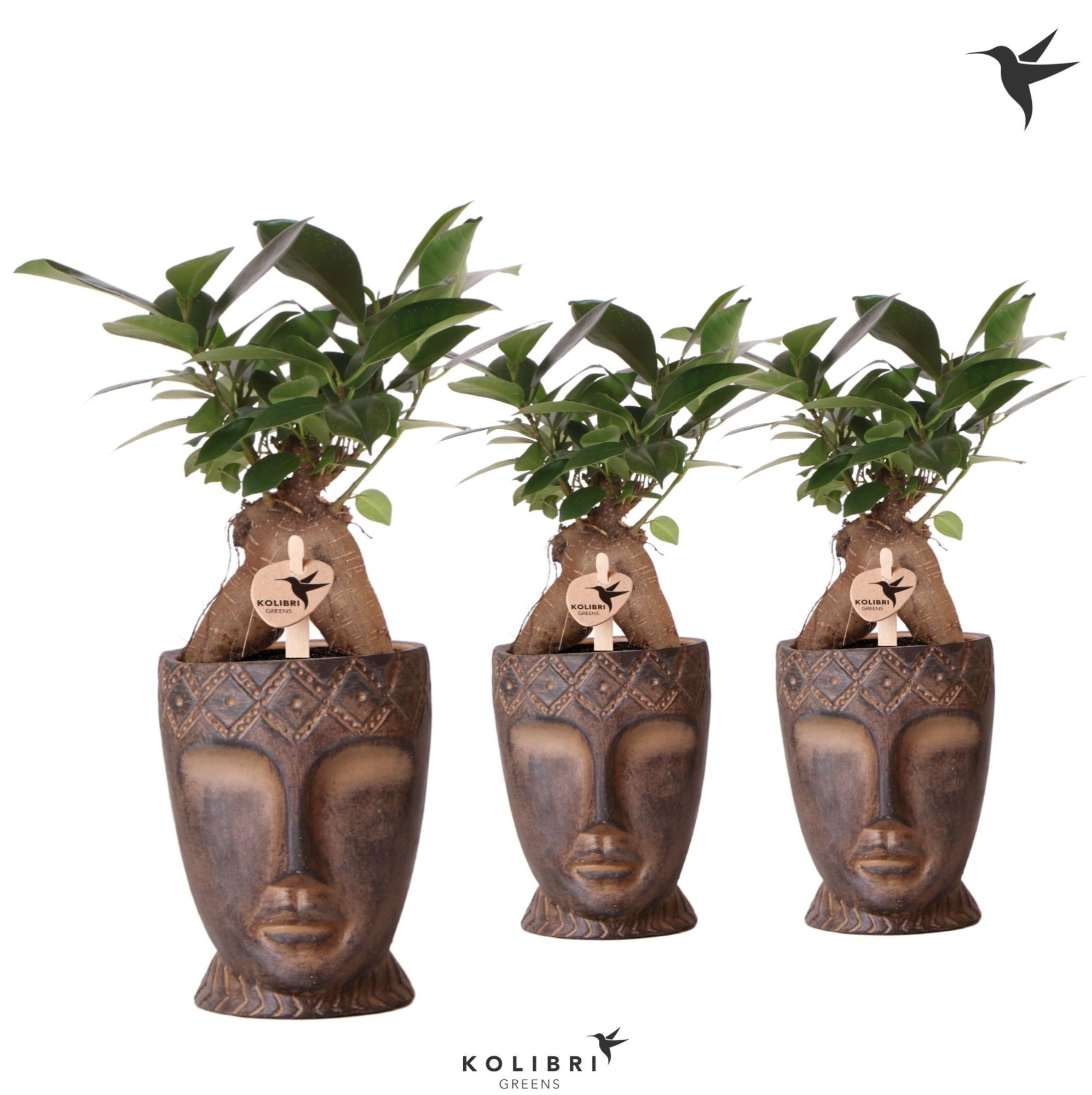 Kolibri Greens Ficus Ginseng Retusa in Totem Mask pot, D 9 cm