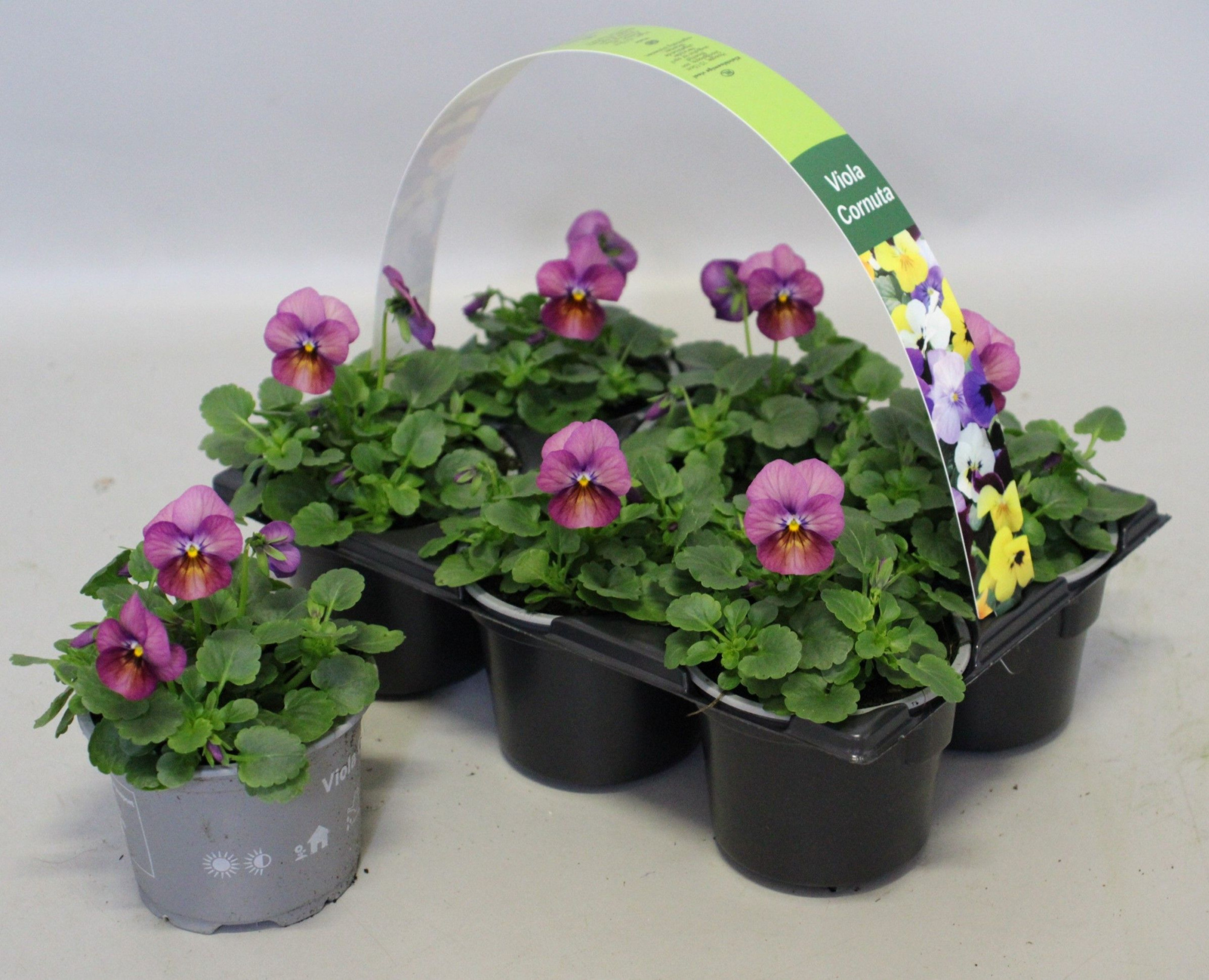 Viola cornuta 6-pack 9cm Plum Antique, D 9 cm