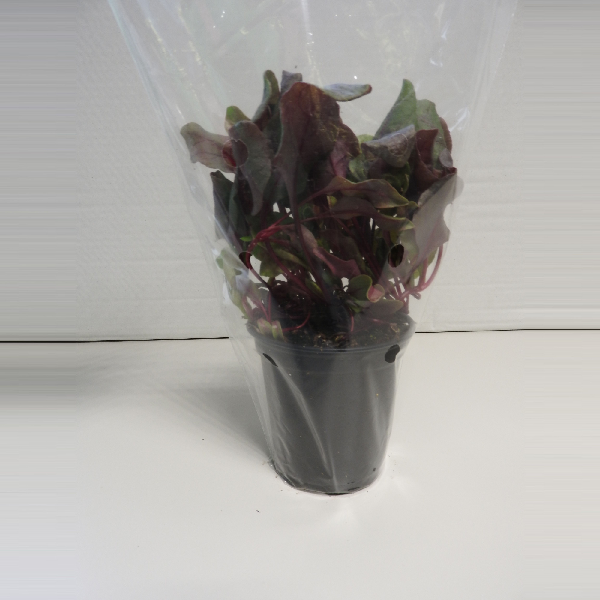 Bull's Blood P9, D 9 cm