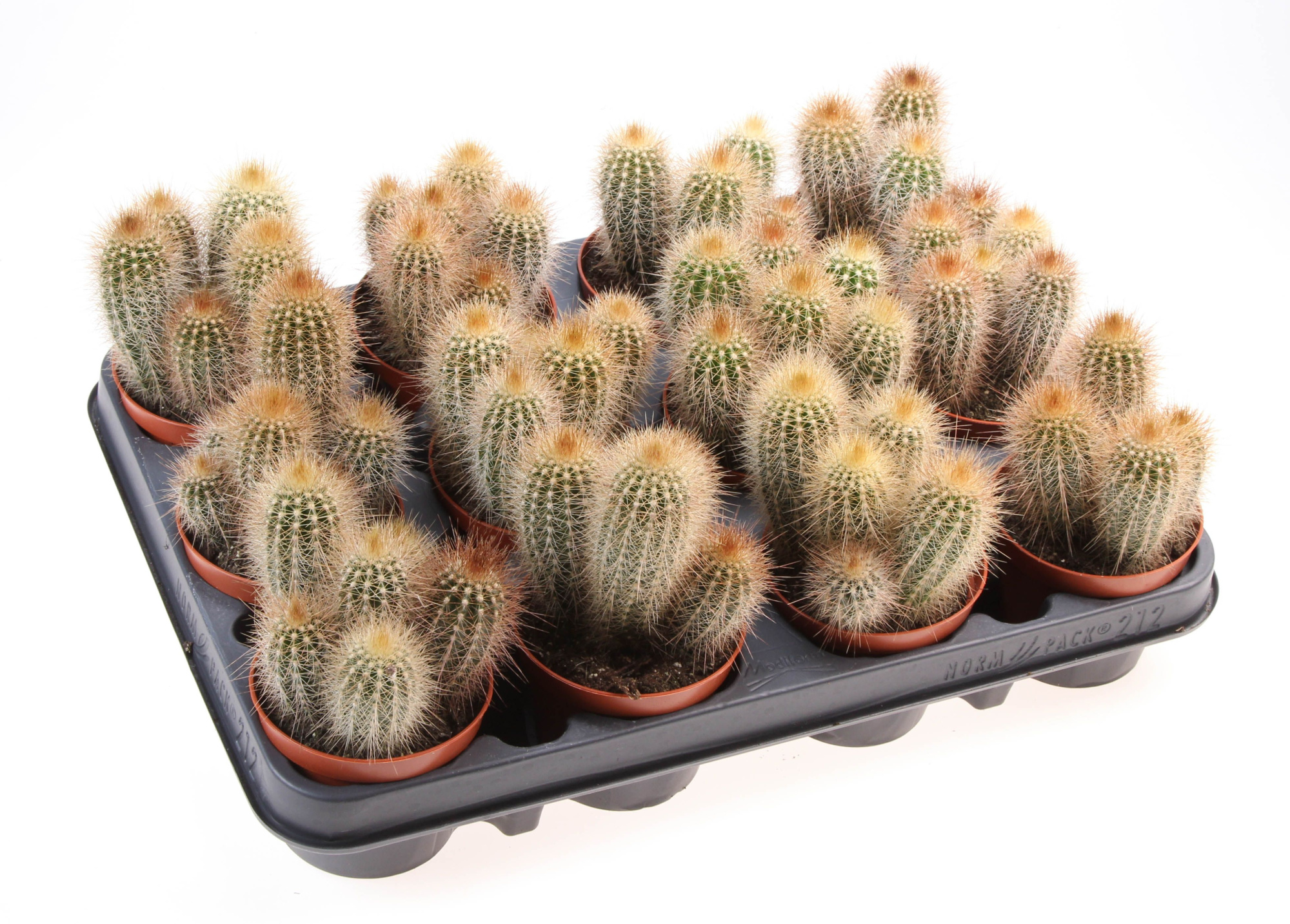 Pilosocereus chrysostele, D 8,5