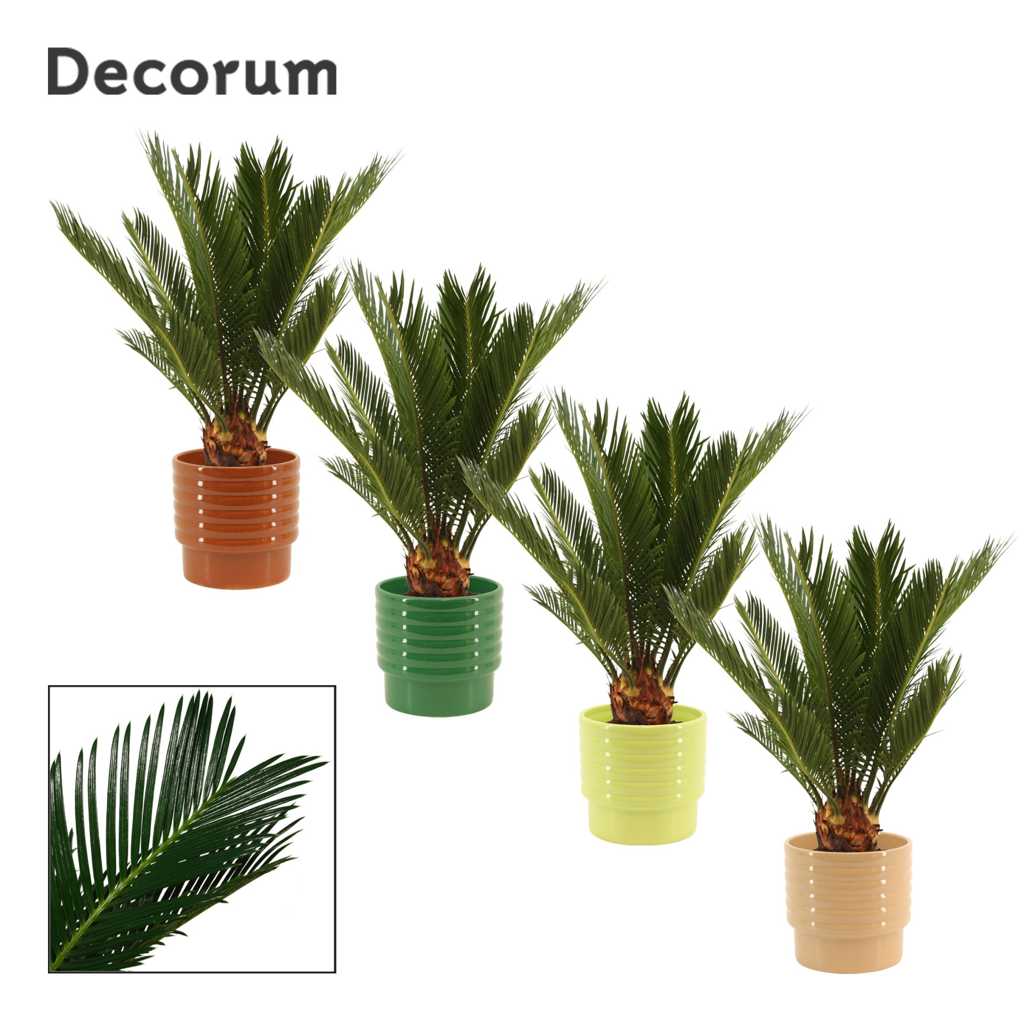 Cycas Revoluta 12 cm Decorum, 6+ veren in Naemi (Natural bubble), D 12