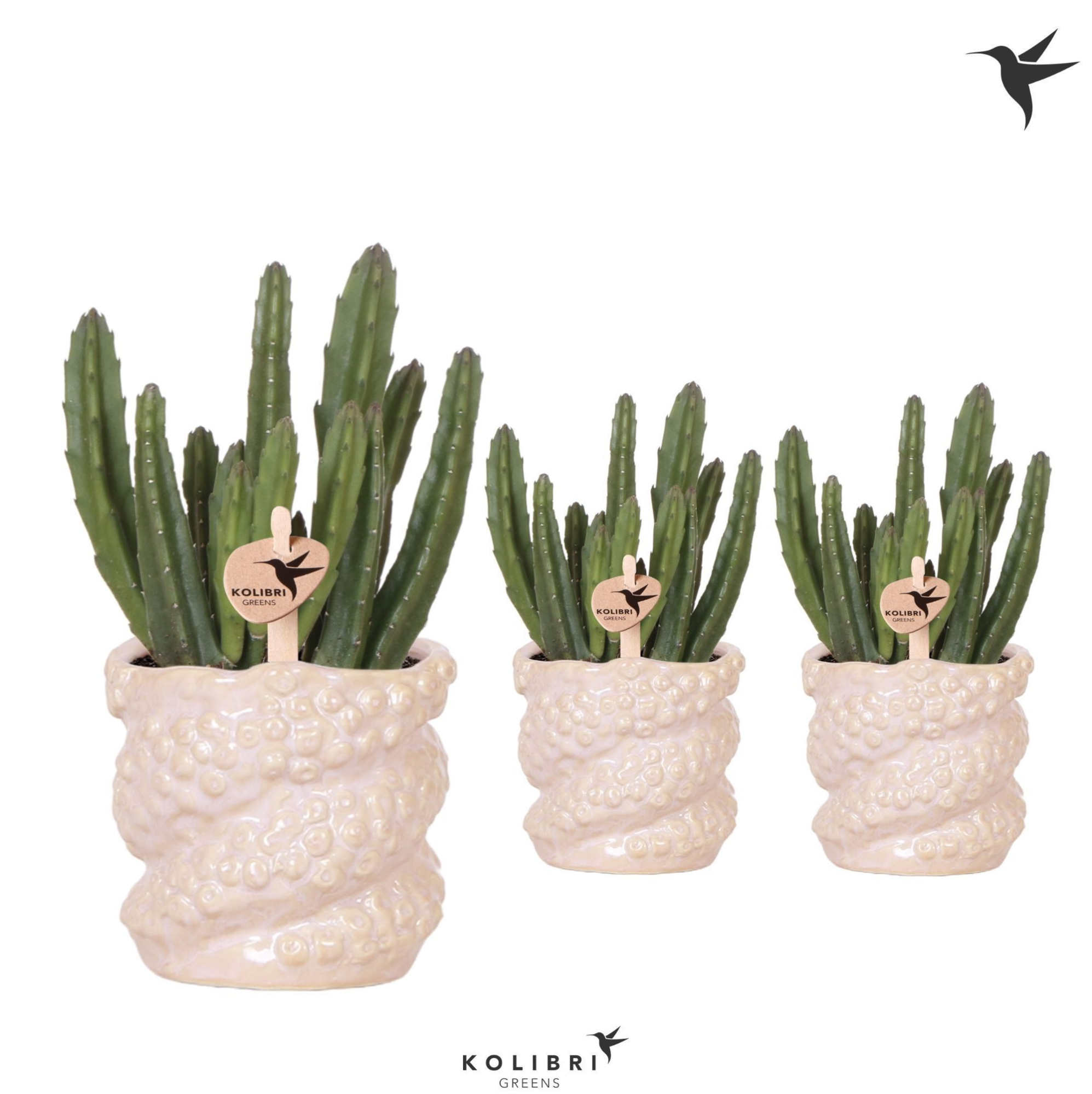 Kolibri Greens Stapelia Leendertziae in Octopus pot, D 9 cm