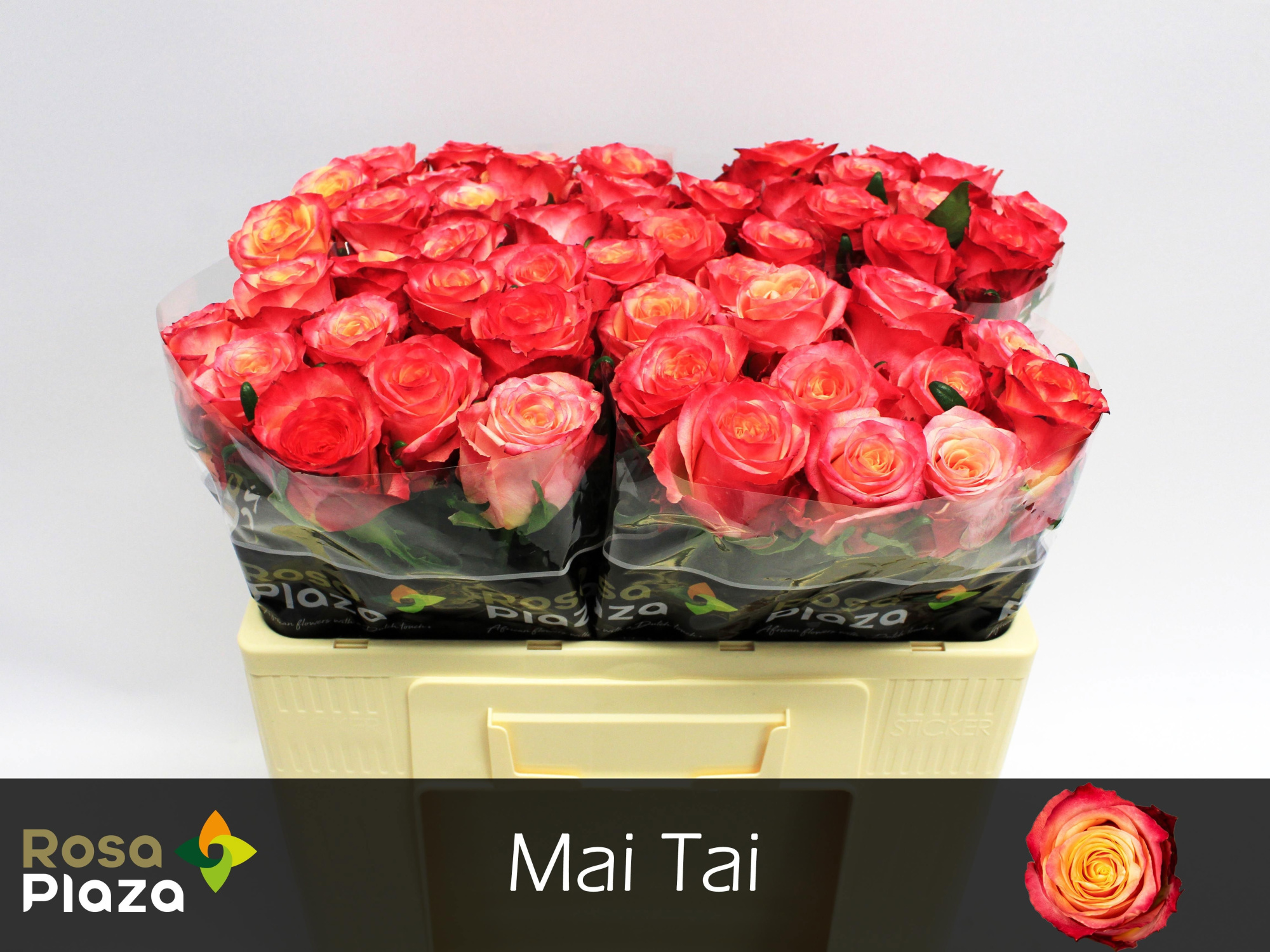 Роза од. Май Тай 50, шт.