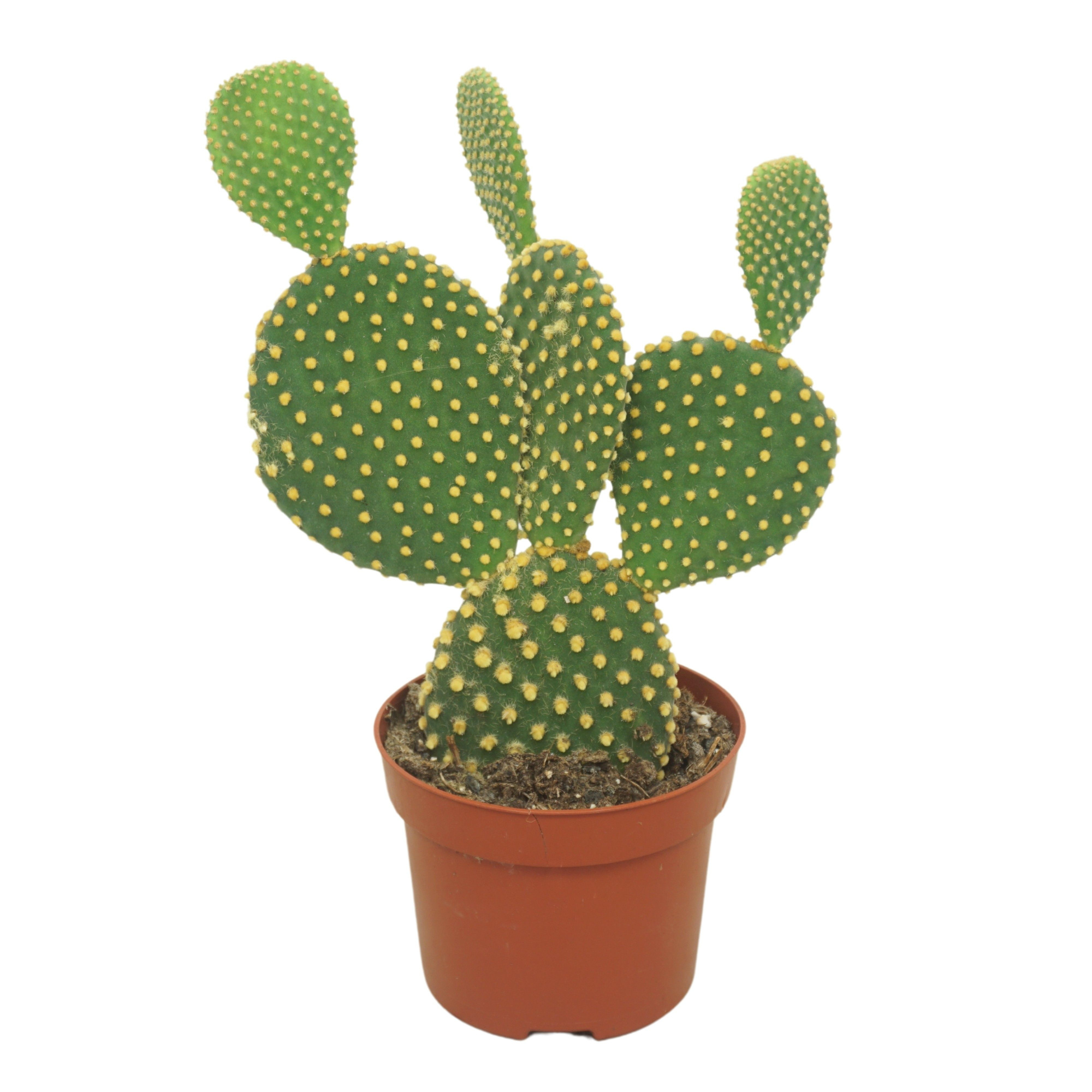 Opuntia microdasys 12 cm, D 12