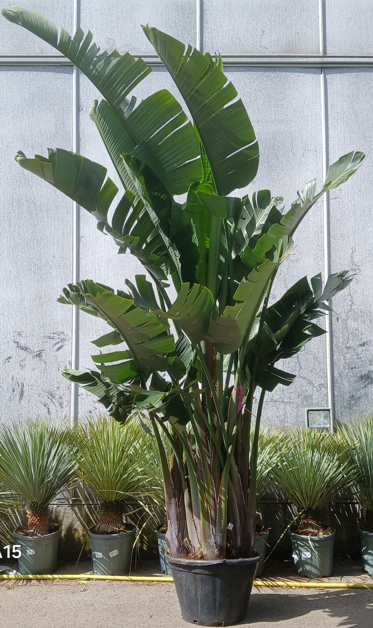 strelizia nicolai, D 50 cm