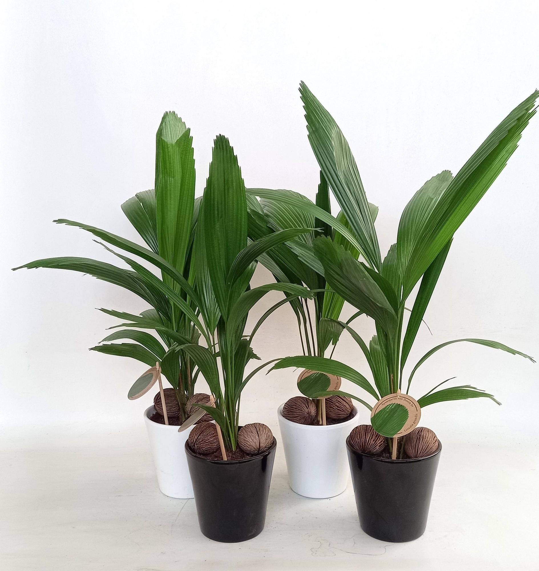 Licuala in keramiek konische pot, D 15 cm