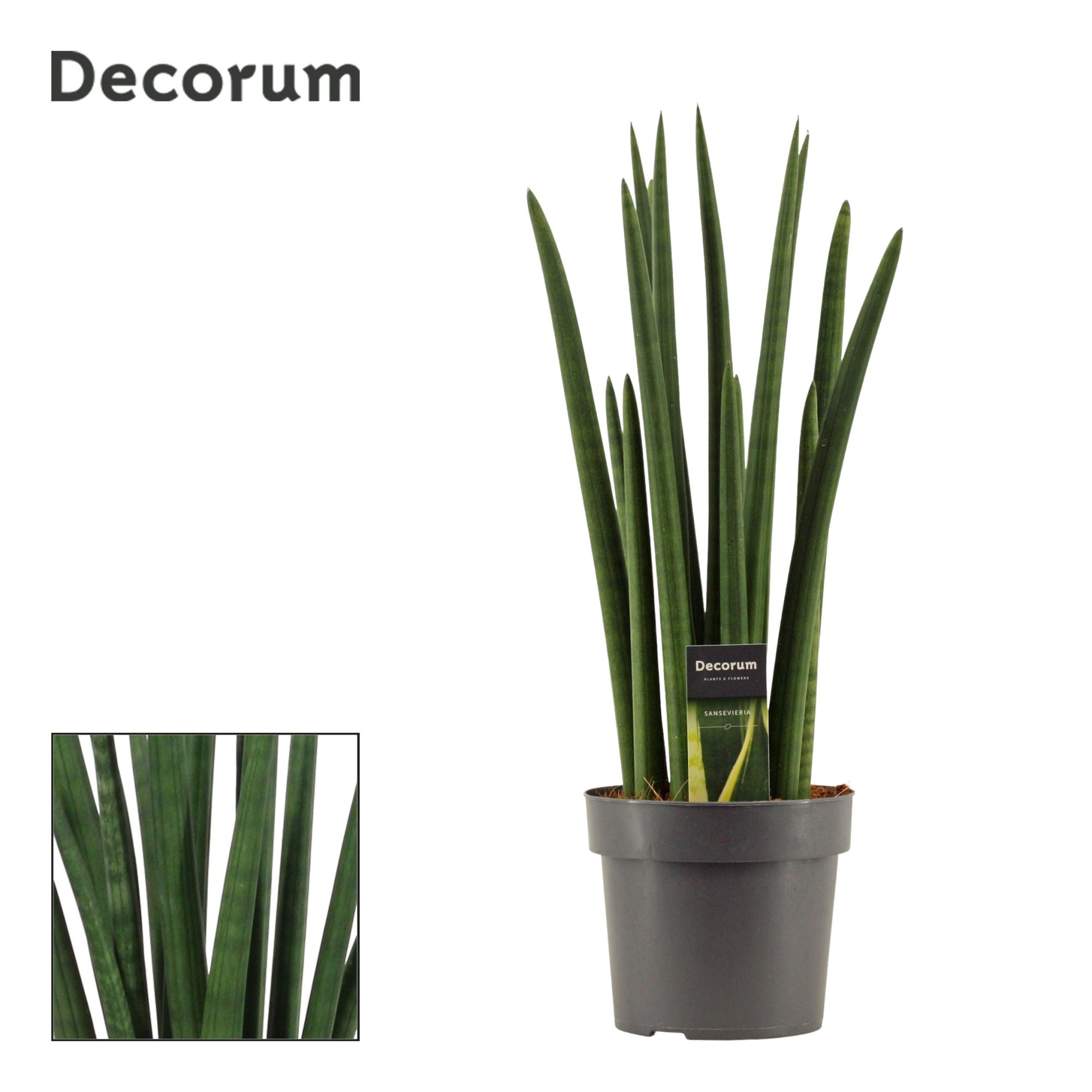 Sansevieria Cylindrica 17 cm Rocket (Decorum), D 17 cm