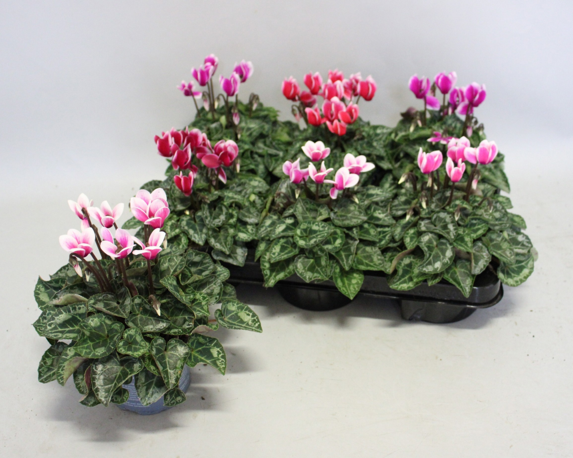 Cyclamen Super Serie 10,5 cm Fuji mix, D 10,5 cm