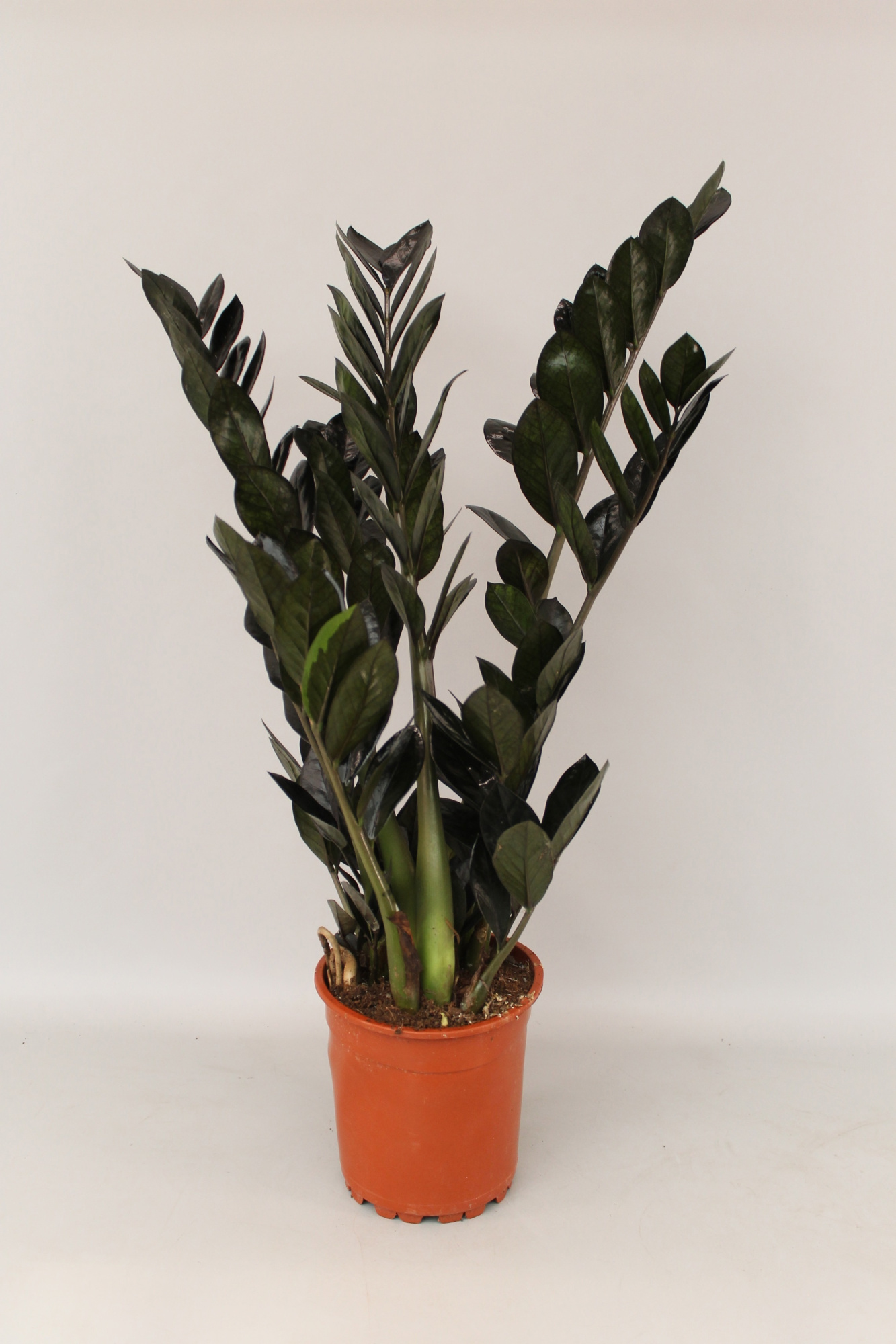 zamioculcas Raven 17 cm, D 17 cm