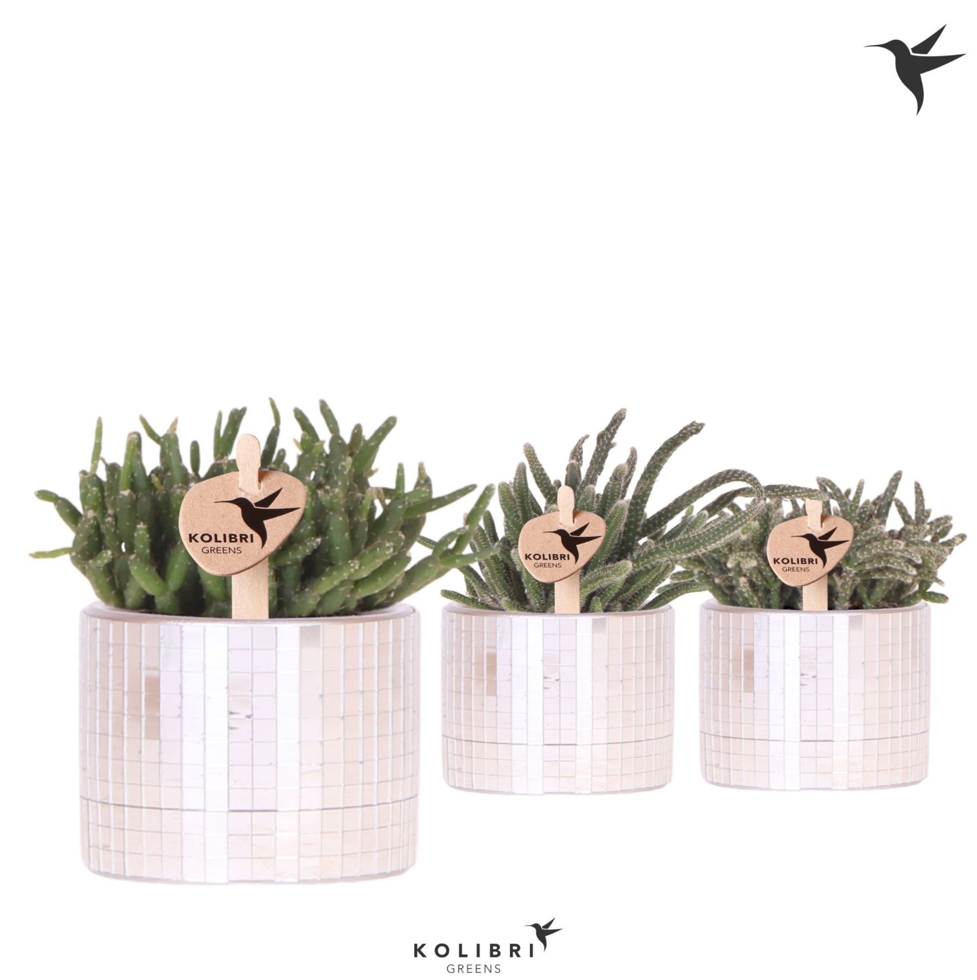 Kolibri Greens Rhipsalis mix in Disco pot, D 6 cm