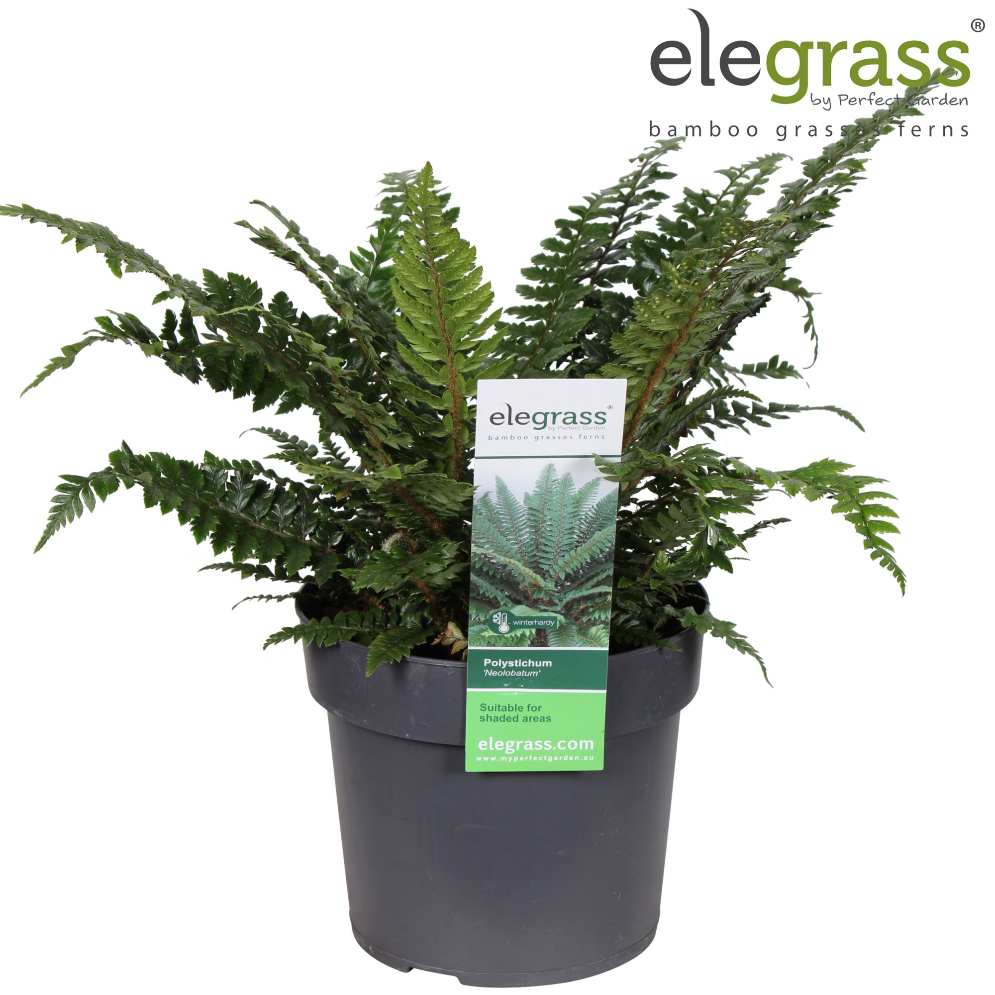 Polystichum neolobatum P19, D 19