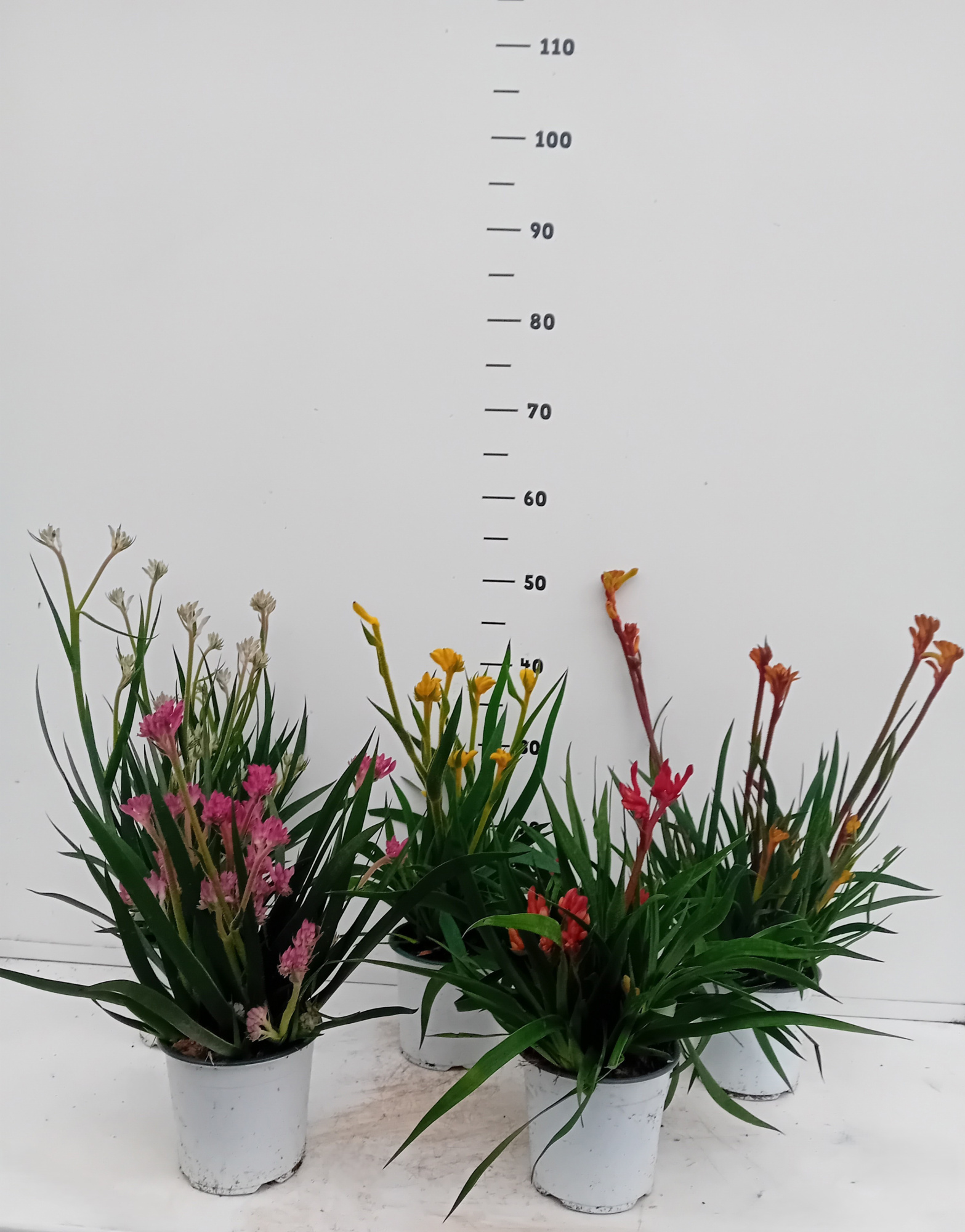 Anigozanthos flavidus, D 14