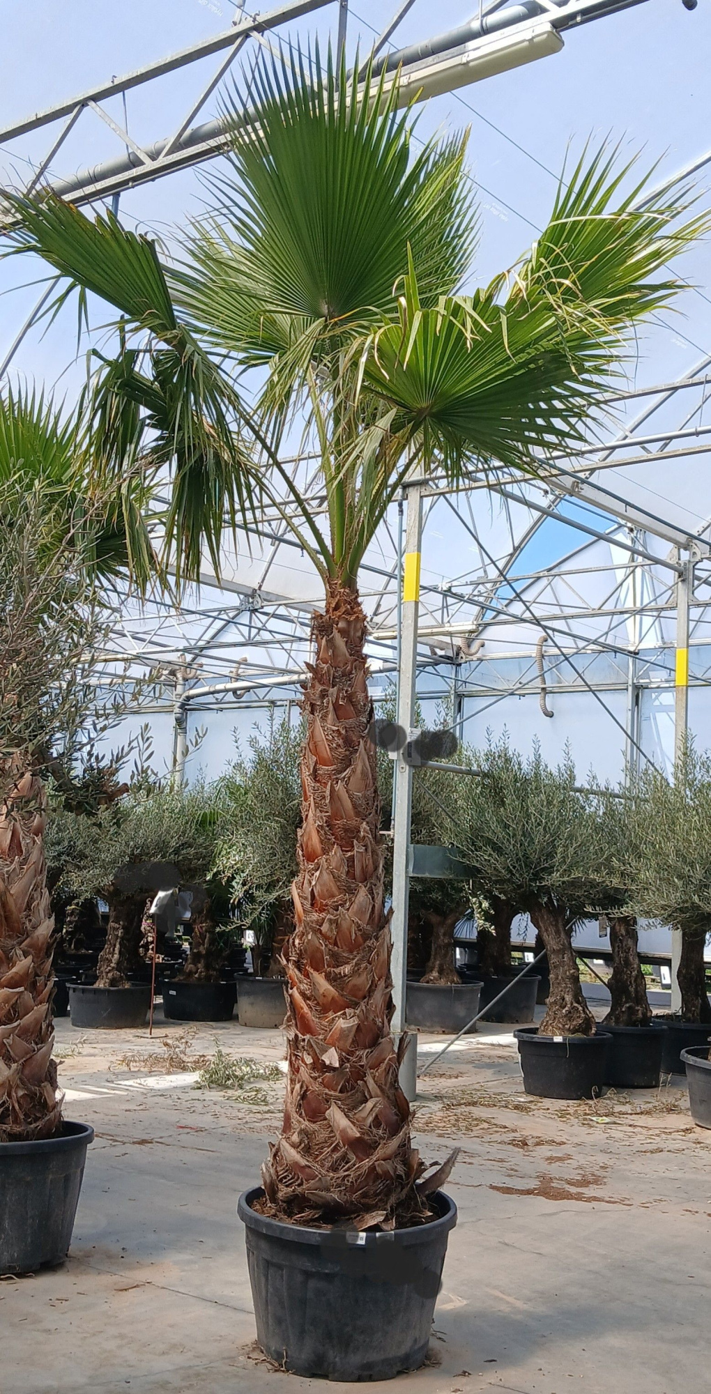 washingtonia robusta, D 70