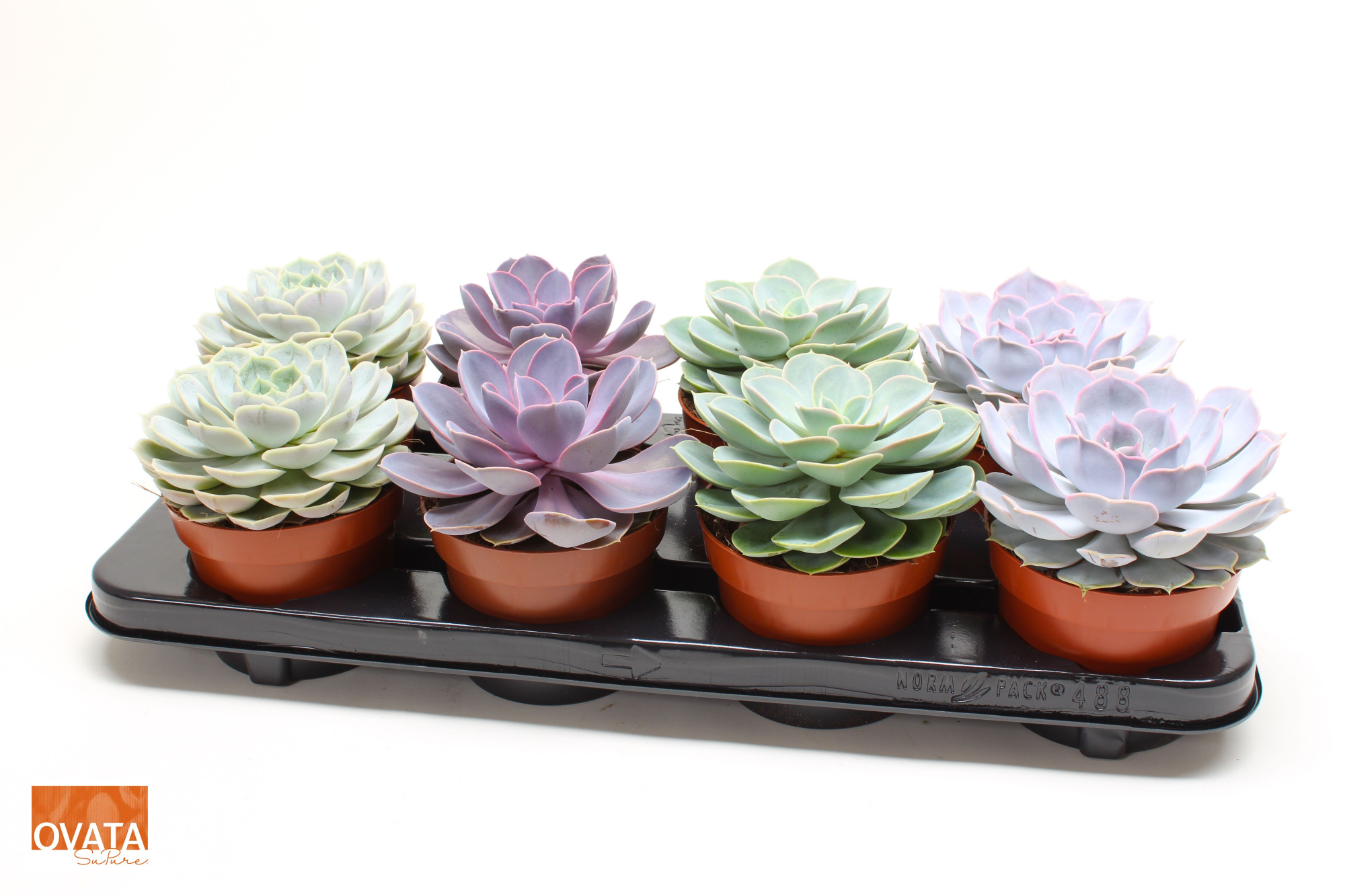 Echeveria mix 12 pearls, D 12 cm