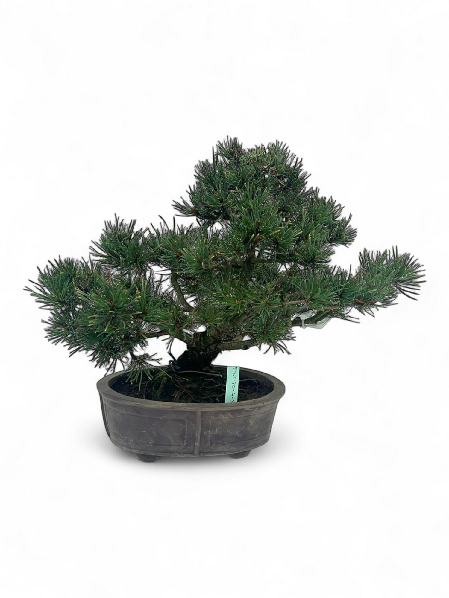 Pinus thunbergii, pot 20cm. Height 35cm. (single item), D 20