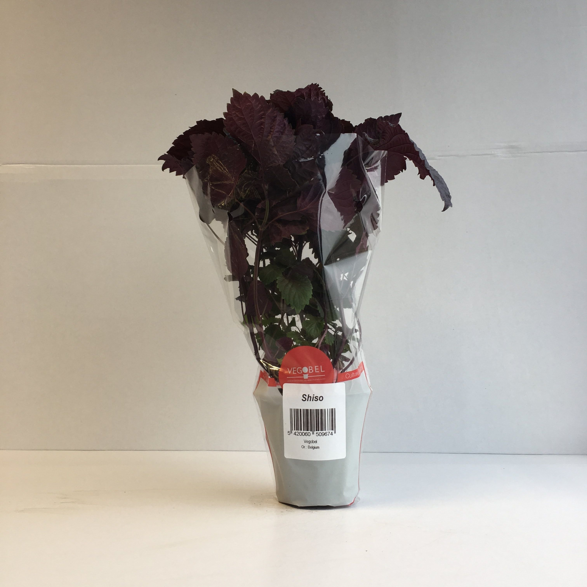 Shiso Rood P9, D 9 cm