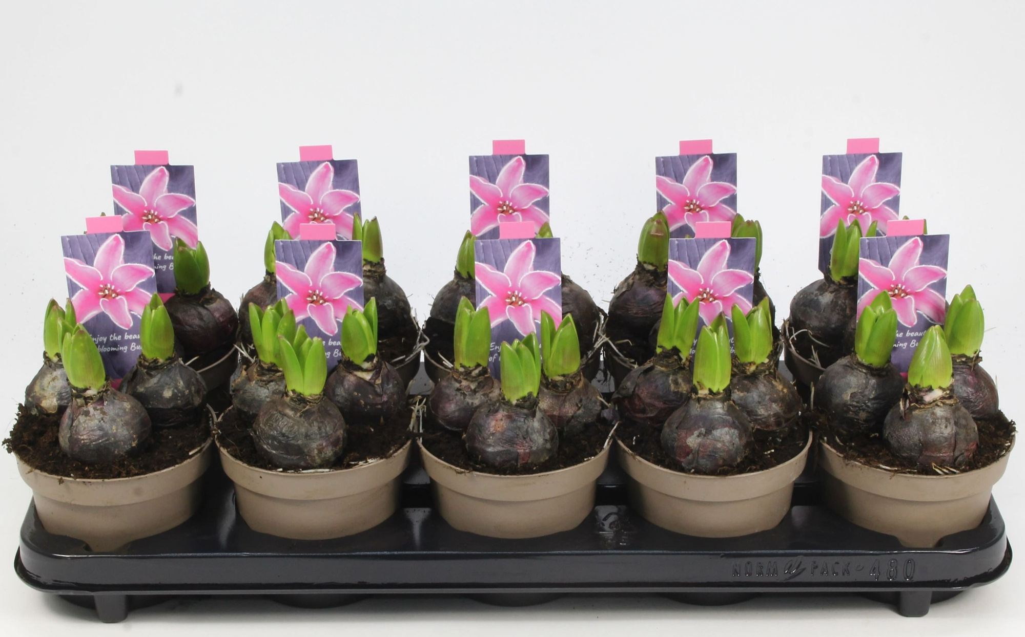 HYACINT ROZE 12, D 12