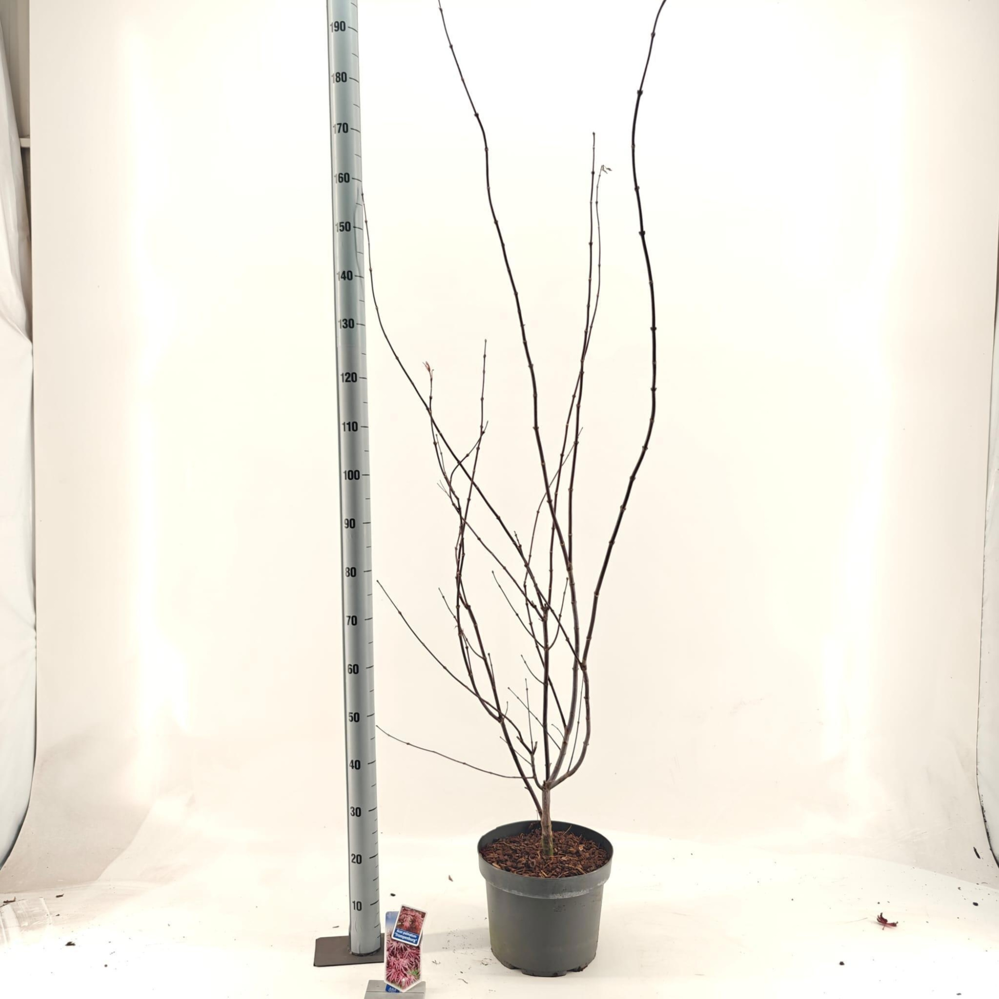 Acer pal. 'Trompenburg', D 29