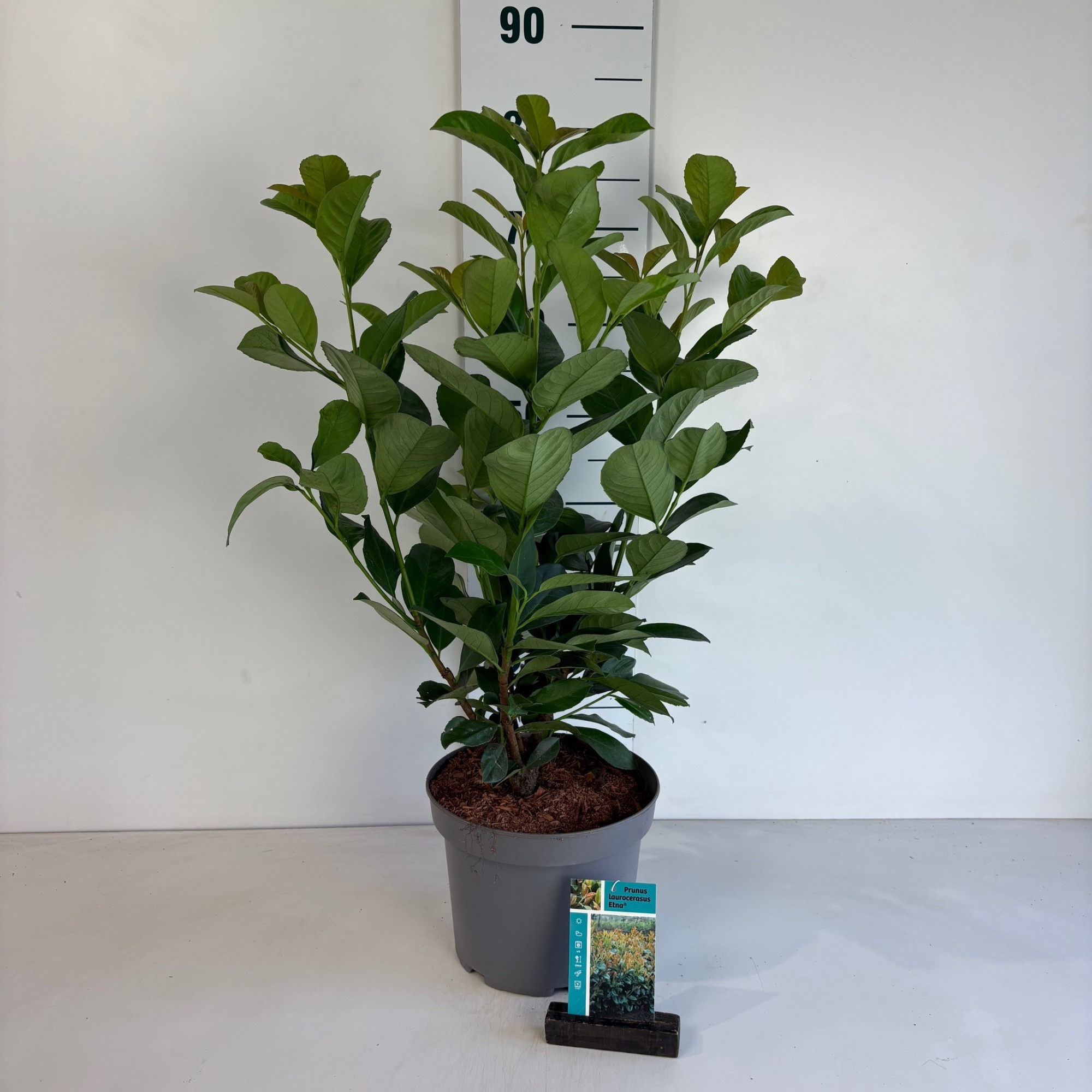 Prunus laurocerasus Etna, D 23 cm