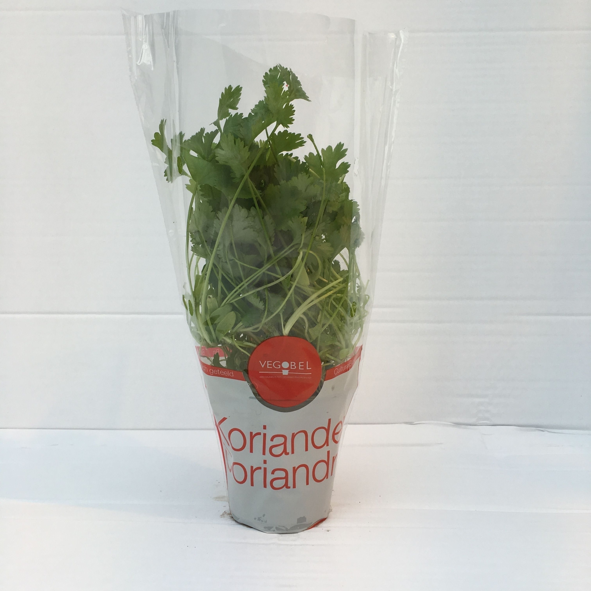 Koriander P9, D 9 cm